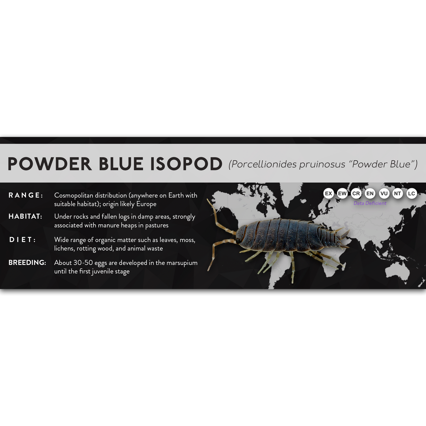 Powder Blue Isopod (Porcellionides pruinosus) - X Label