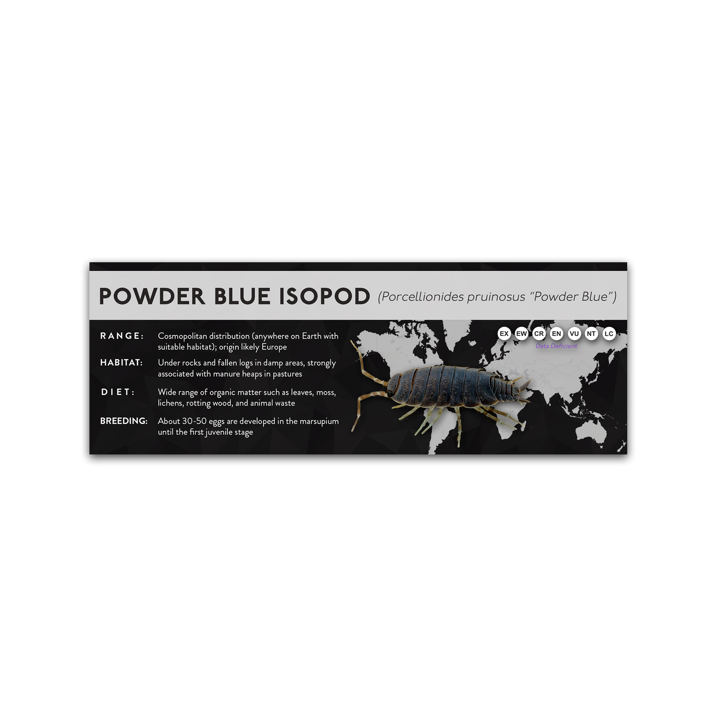 Powder Blue Isopod (Porcellionides pruinosus) - X Label