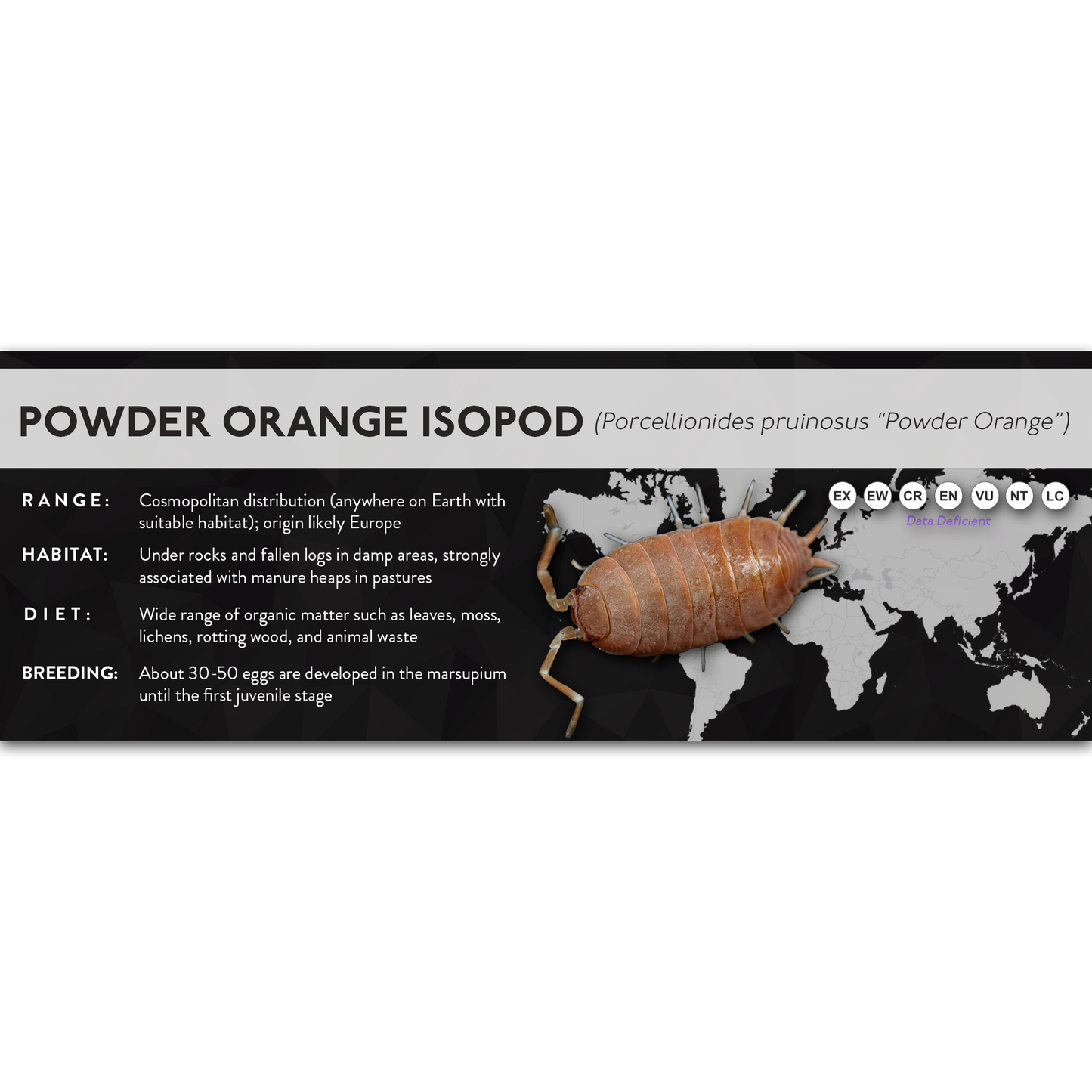 Powder Blue Isopod (Porcellionides pruinosus) - X Label