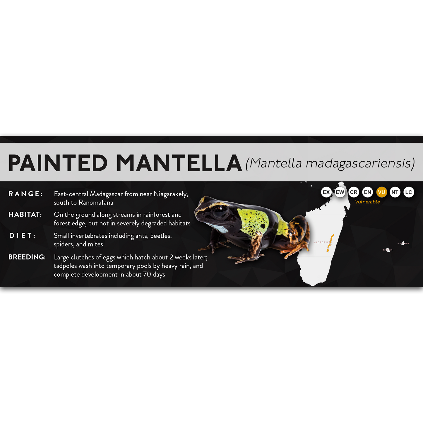 Painted Mantella (Mantella madagascariensis) - X Label