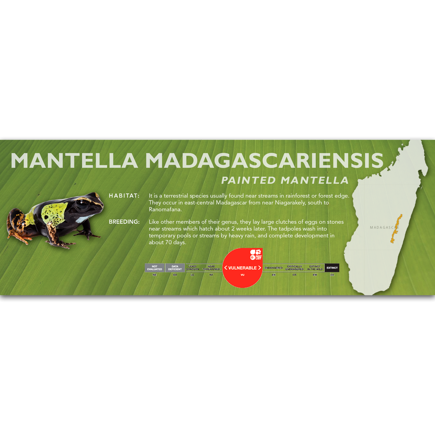 Mantella madagascariensis (Painted Mantella) - Classic Vivarium Label