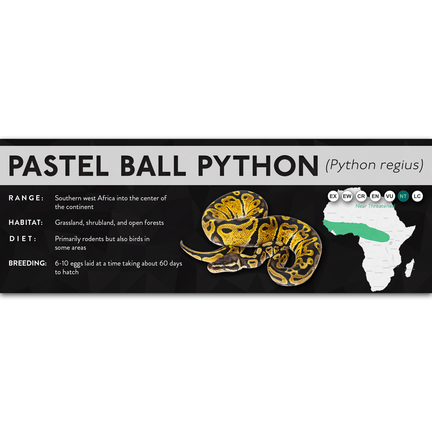 Ball Python (Python regius) - X Label