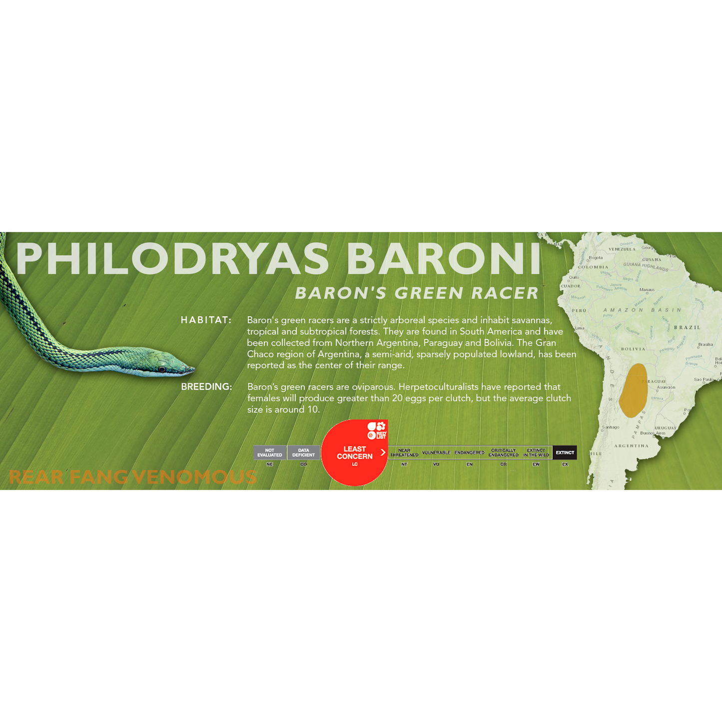 Baron's Green Racer (Philodryas baroni) Classic Vivarium Label