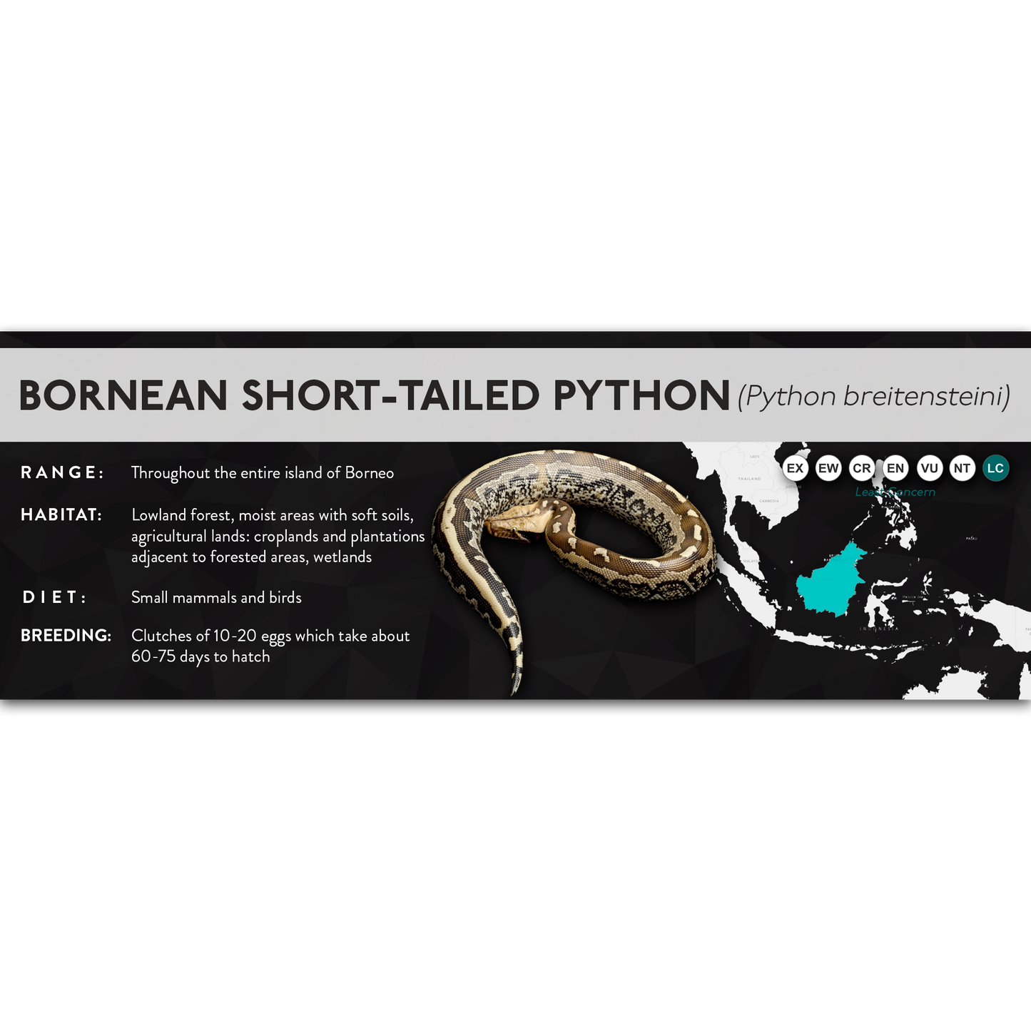 Bornean Short-Tailed Python (Python breitensteini) - X Label