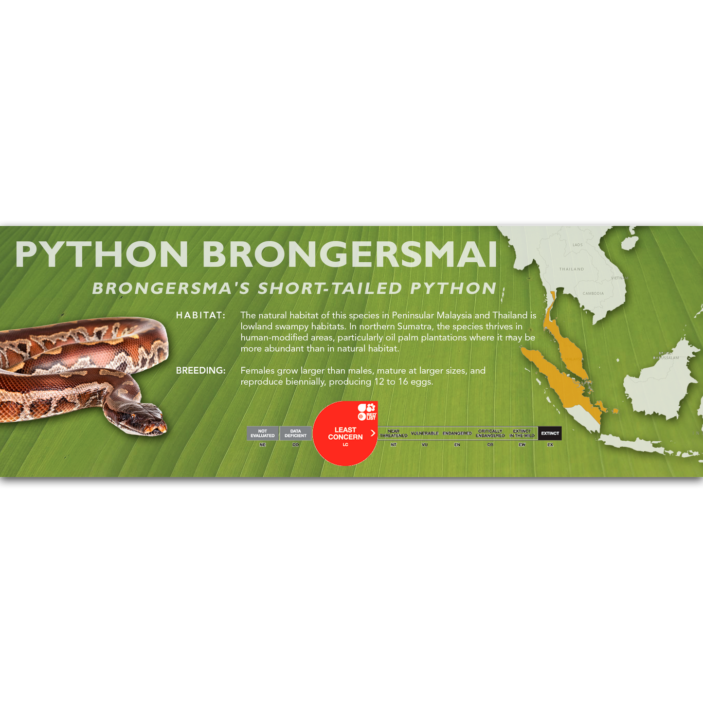 Brongersma's Short-Tailed Python (Python brongersmai) Classic Vivarium Label