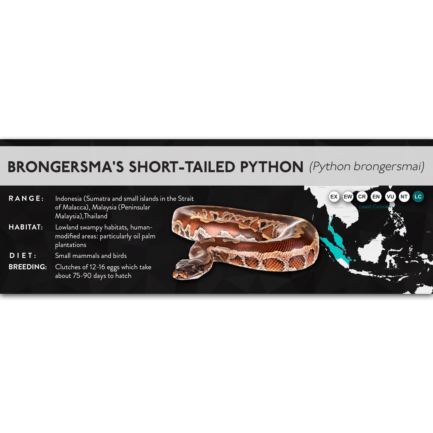Brongersma's Short-Tailed Python (Python brongersmai) - X Label
