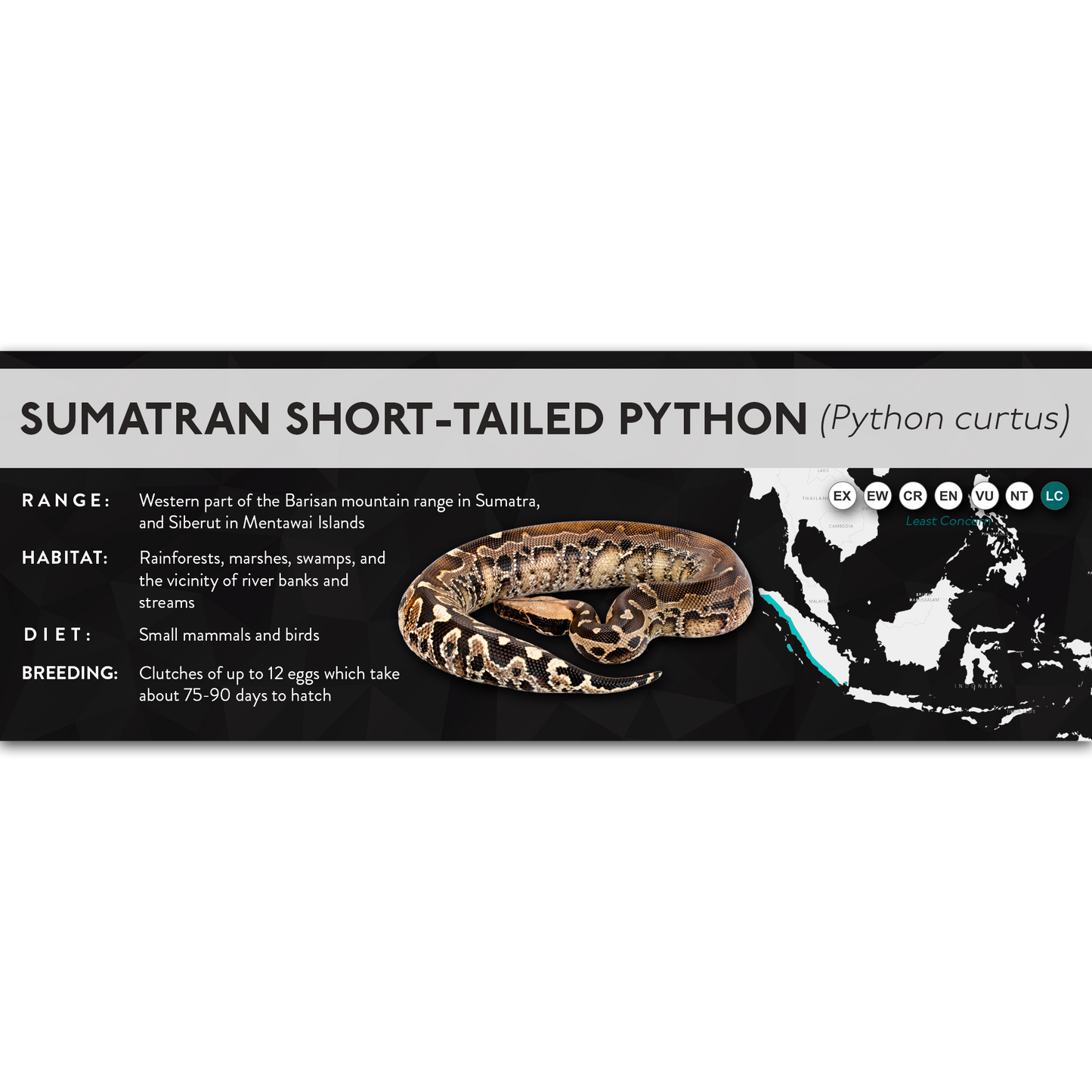 Sumatran Short-Tailed Python (Python curtus) - X Label