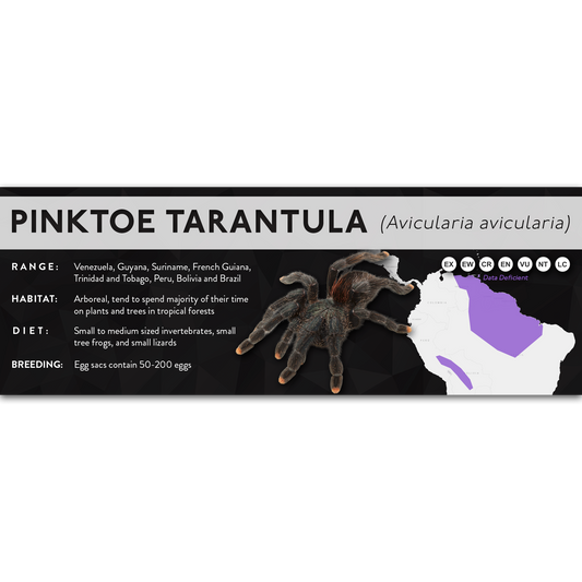 Pinktoe Tarantula (Avicularia avicularia) - X Label