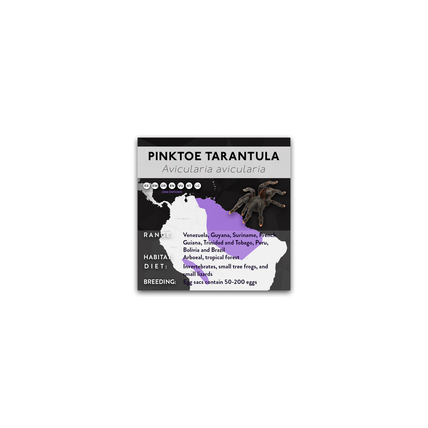 Pinktoe Tarantula (Avicularia avicularia) - X Label