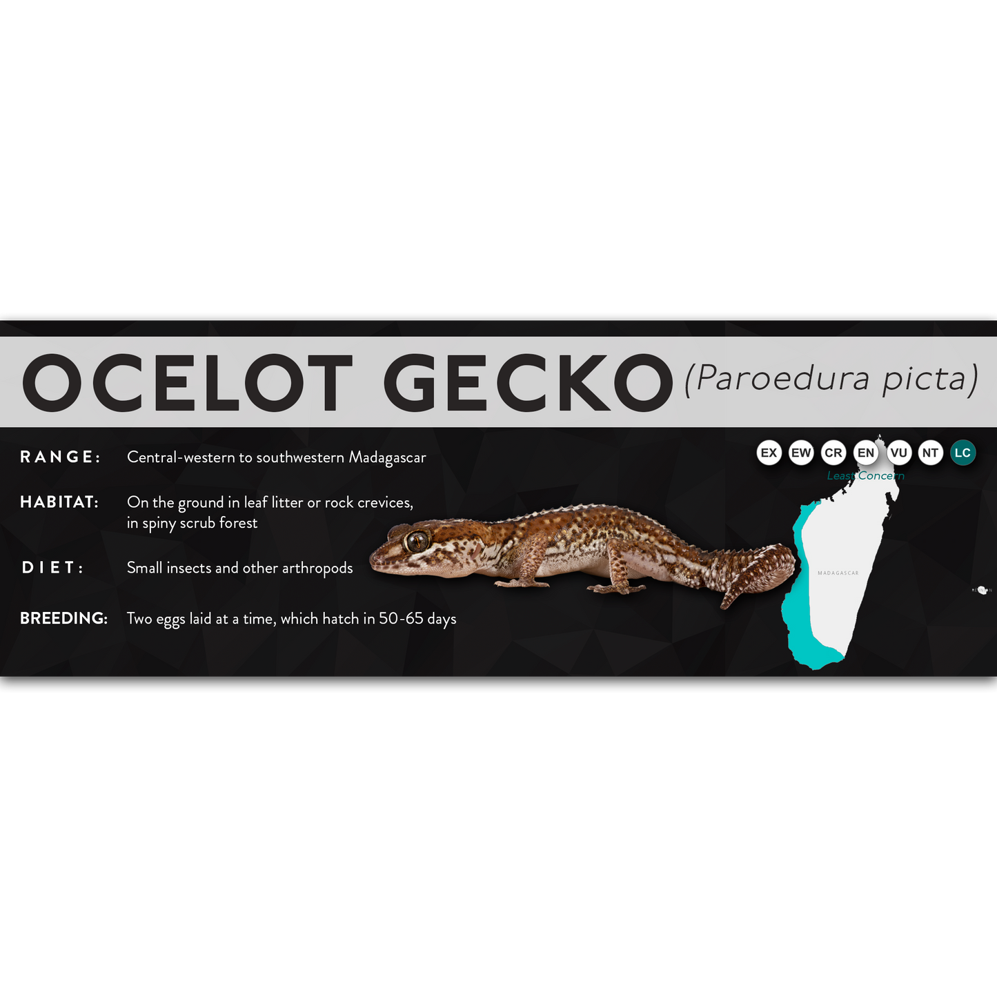 Ocelot Gecko (Paroedura picta) - X Label