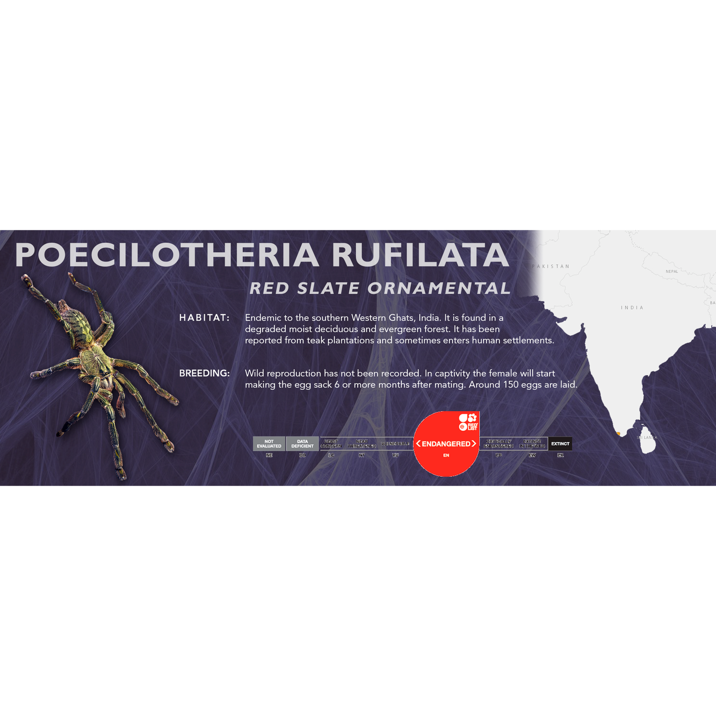 Red Slate Ornamental Tarantula (Poecilotheria rufilata) - Classic Vivarium Label