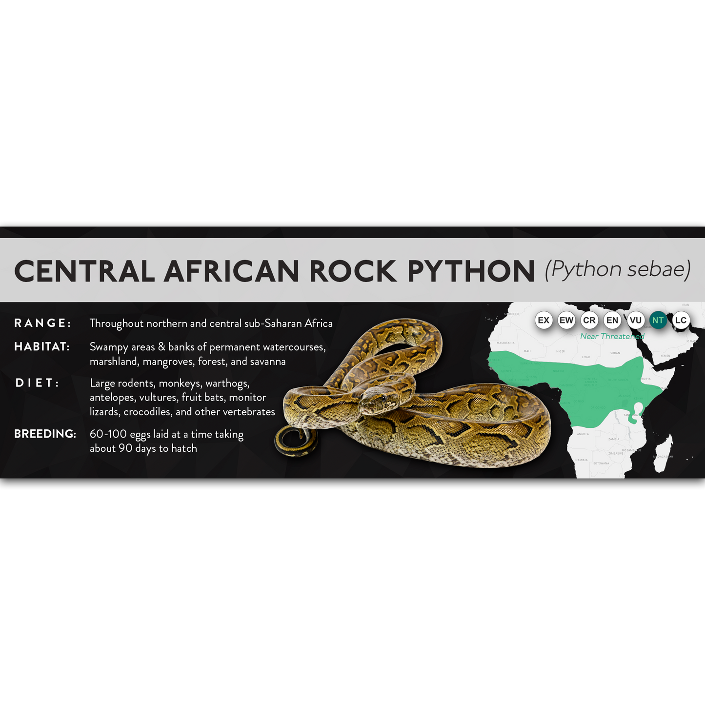 Central African Rock Python (Python sebae) - X Label