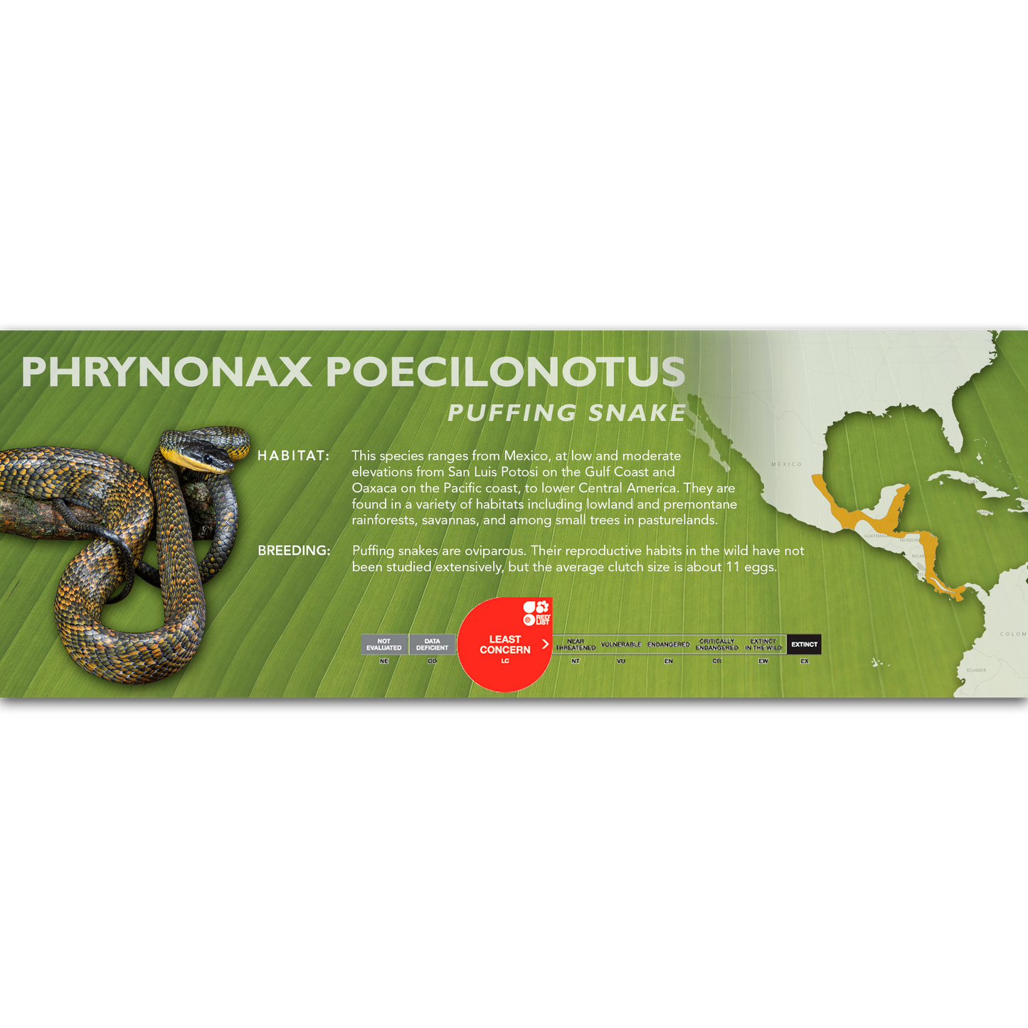 Puffing Snake (Phrynonax poecilonotus) Classic Vivarium Label