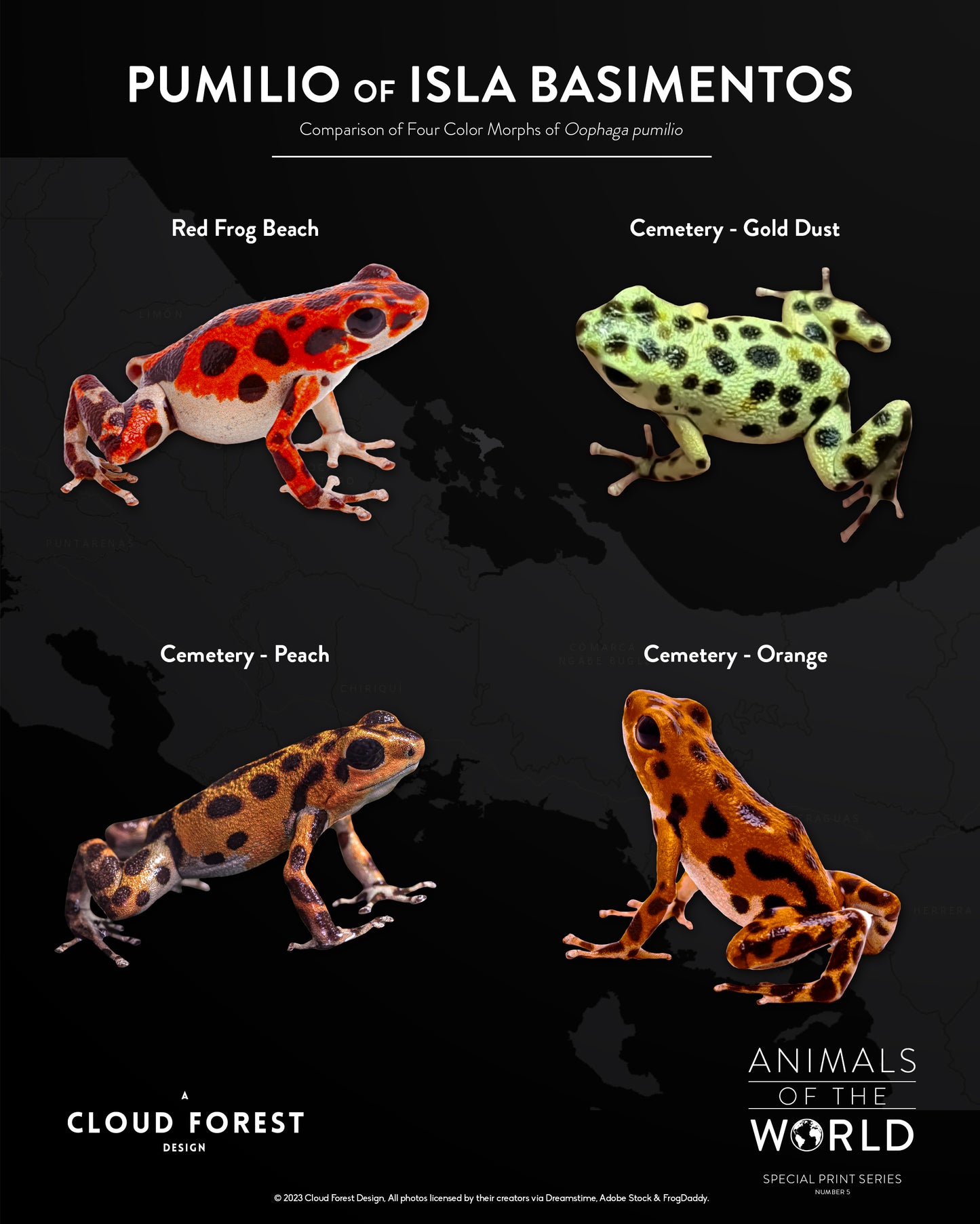 Pumilio of Isla Bastimentos - 8" x 10" Print - Animals of the World Print Series #5