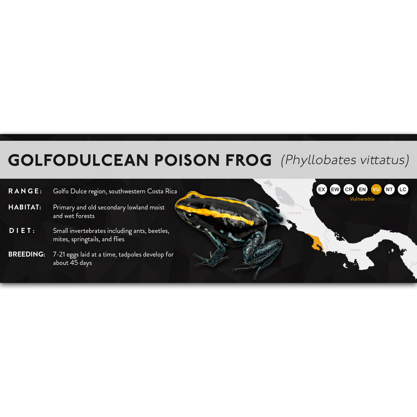 Golfodulcean Poison Frog (Phyllobates vittatus) - X Label