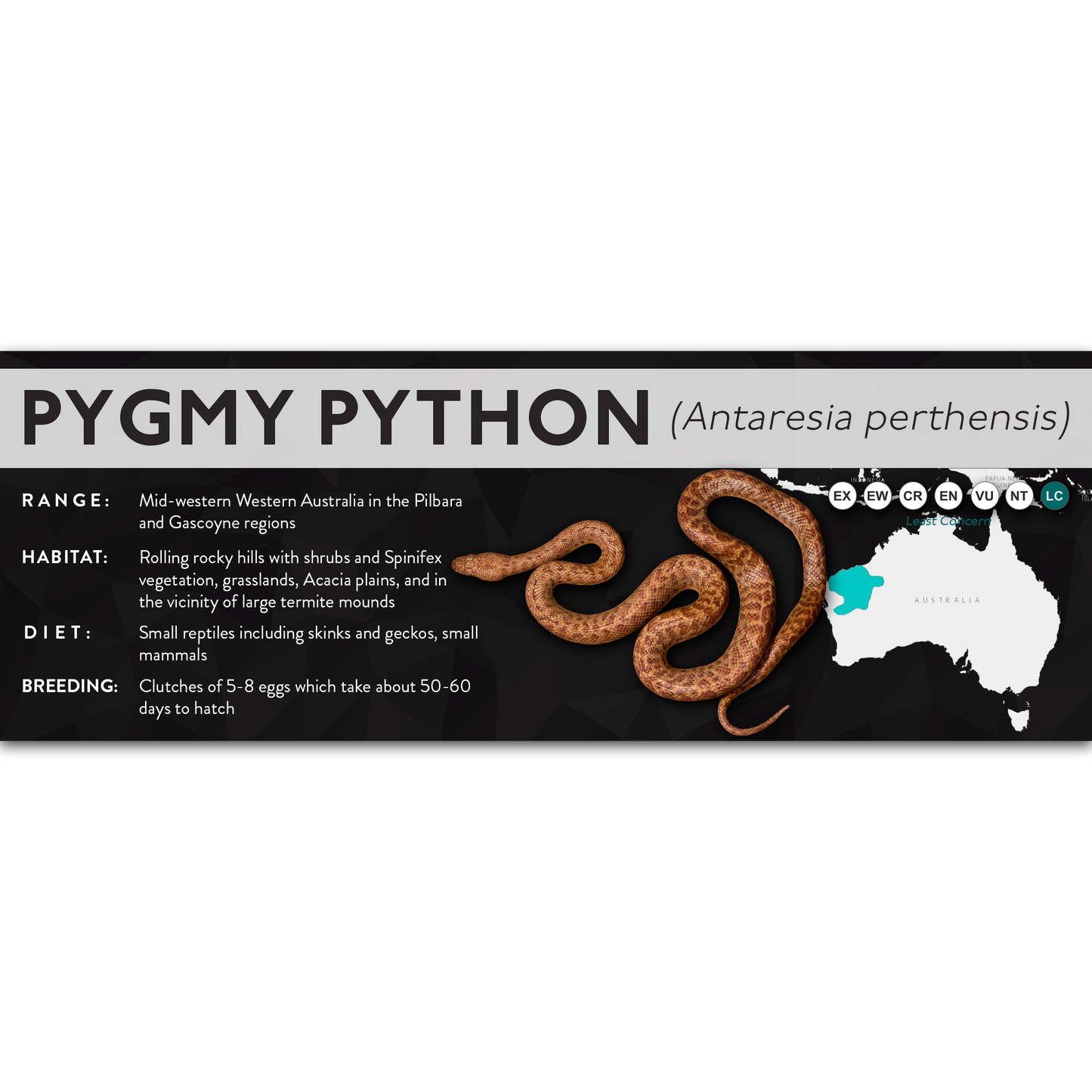 Pygmy Python (Antaresia perthensis) - X Label