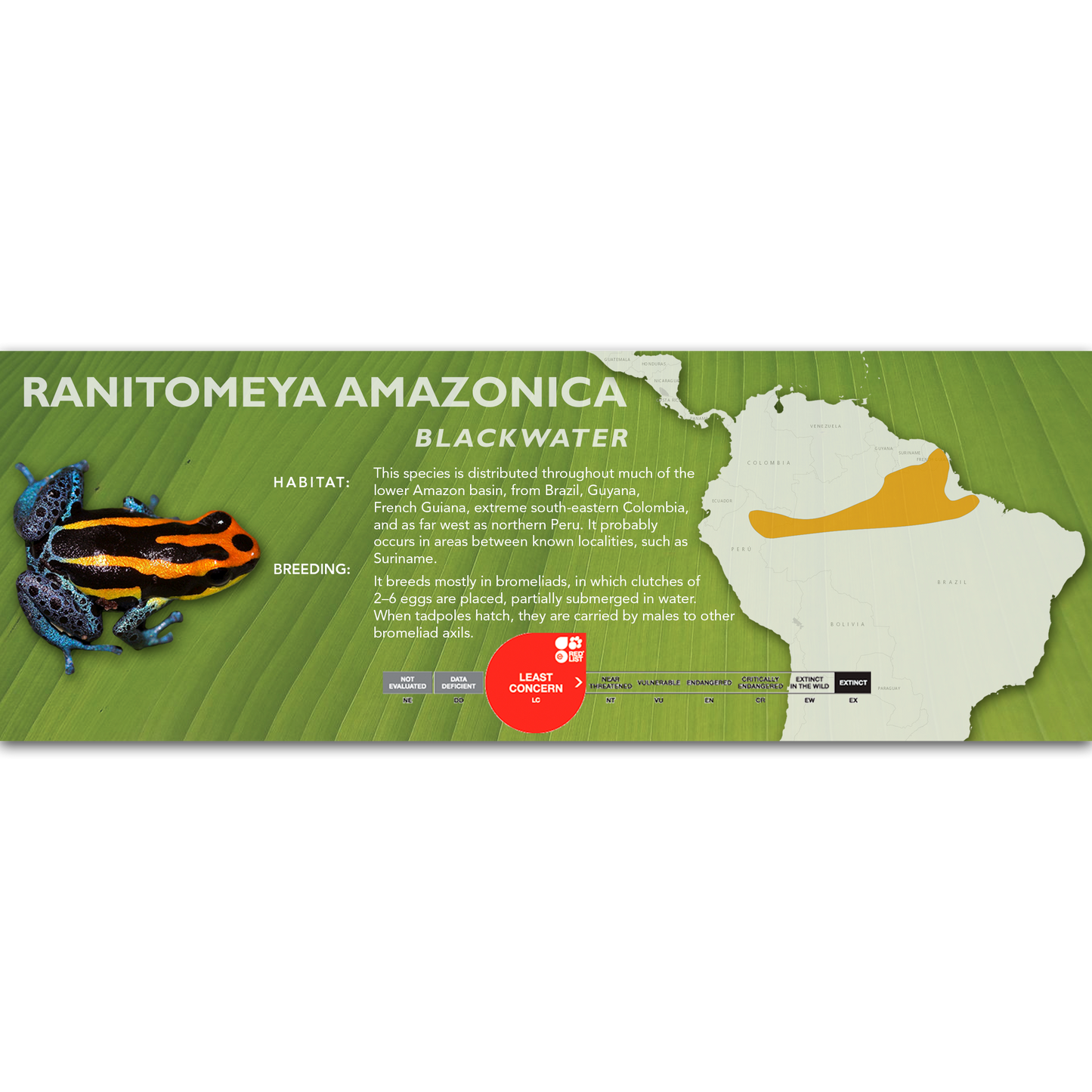 Ranitomeya amazonica - Classic Vivarium Label
