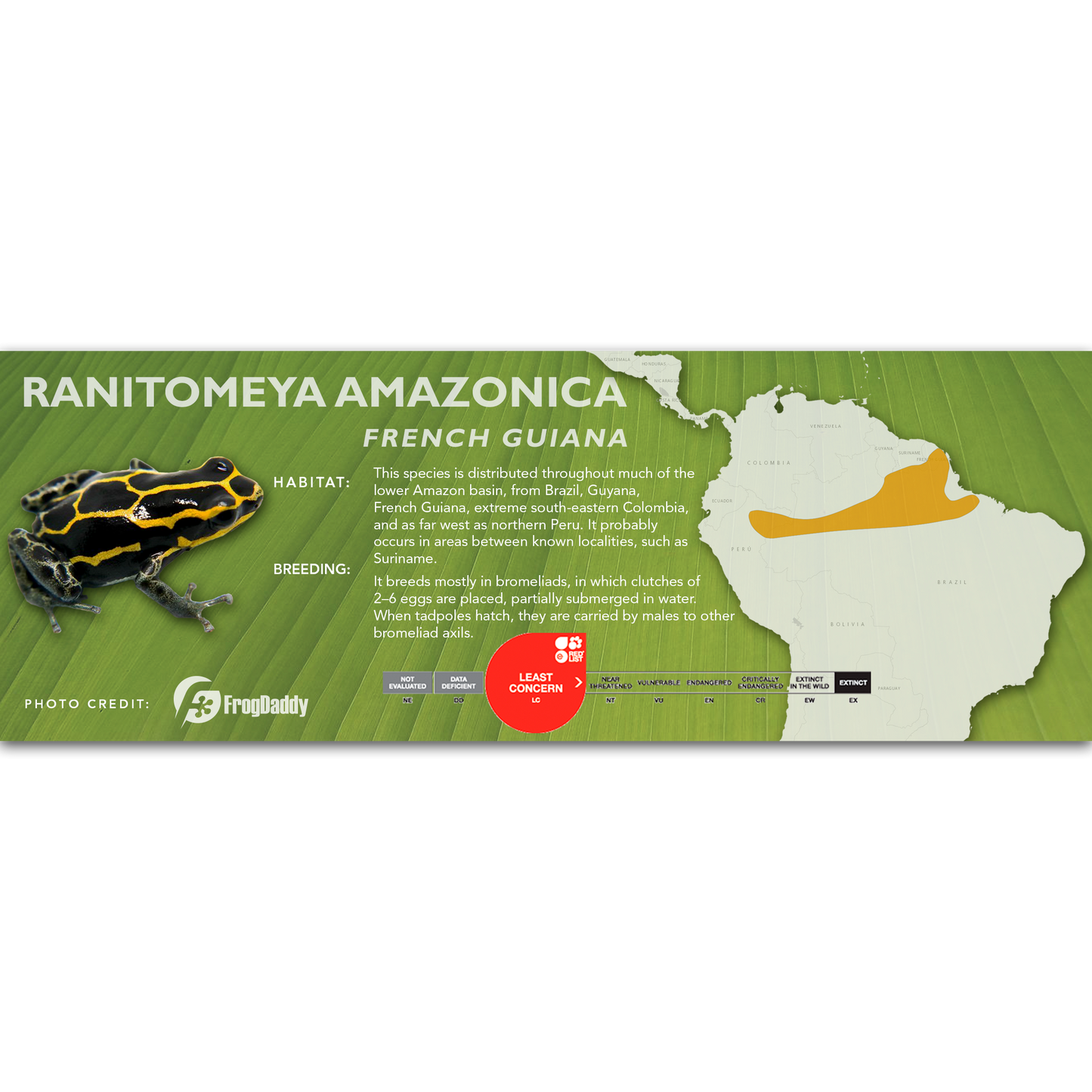 Ranitomeya amazonica - Classic Vivarium Label