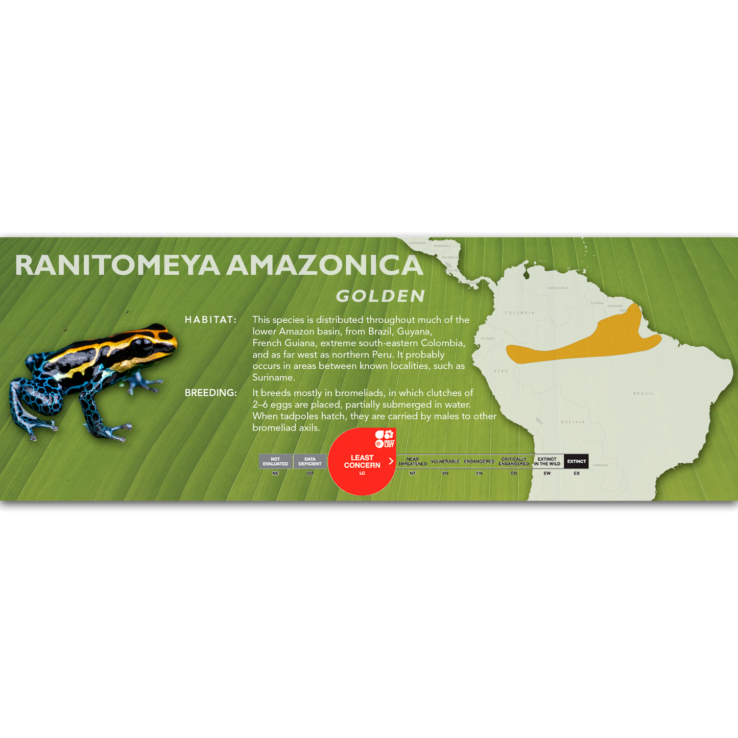 Ranitomeya amazonica - Classic Vivarium Label