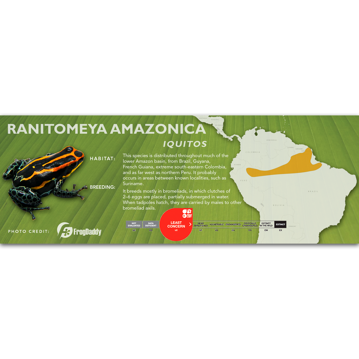 Ranitomeya amazonica - Classic Vivarium Label