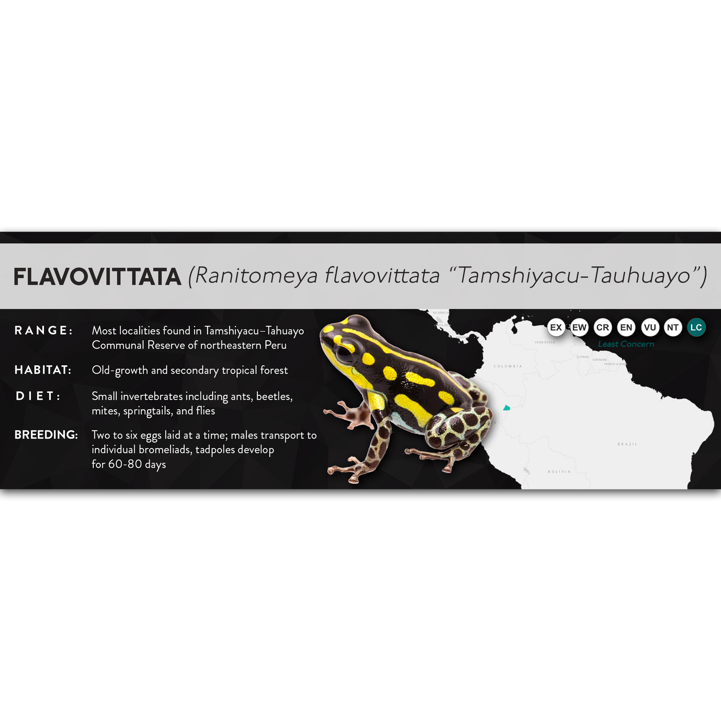 Flavovittata (Ranitomeya flavovittata) - X Label