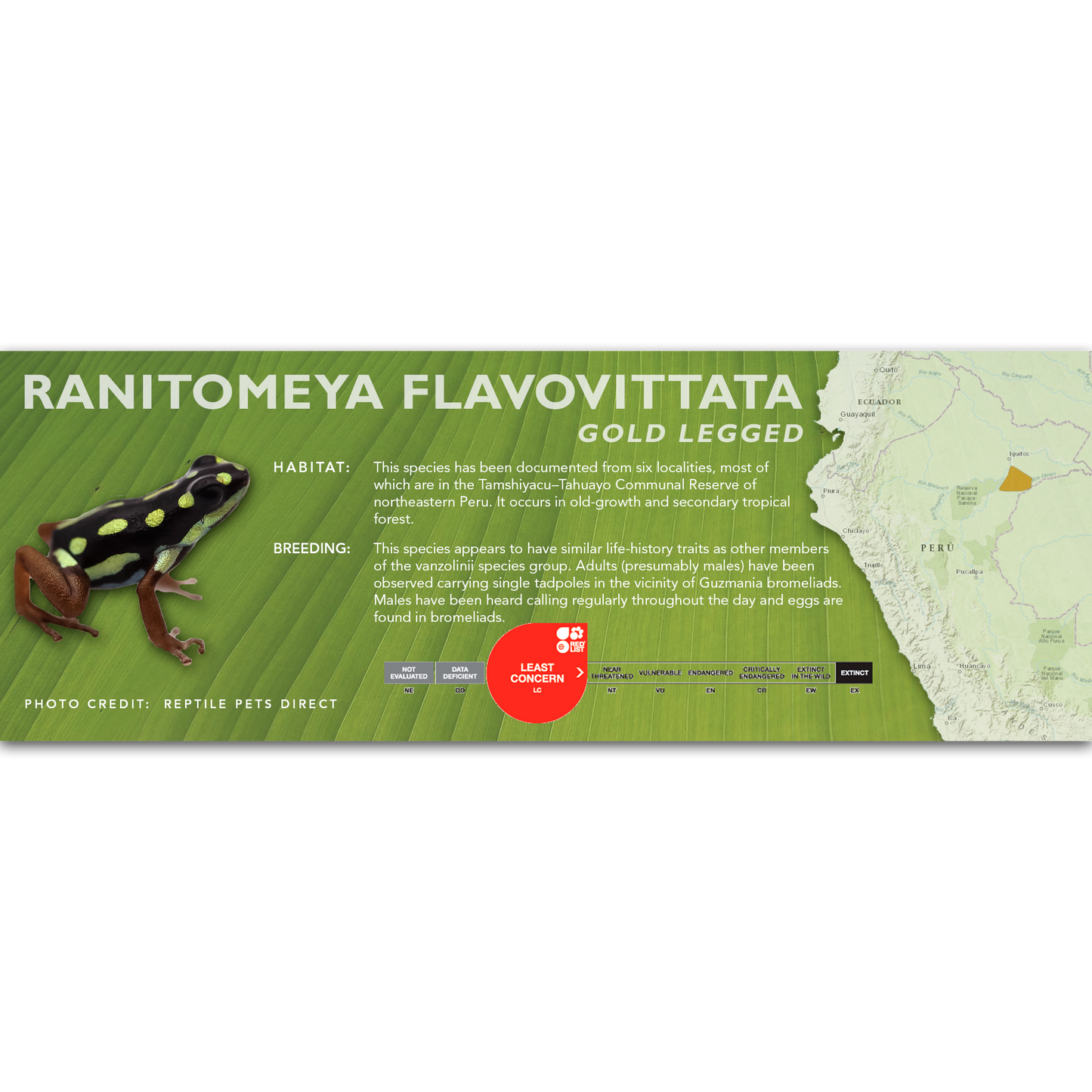 Ranitomeya flavovittata - Classic Vivarium Label