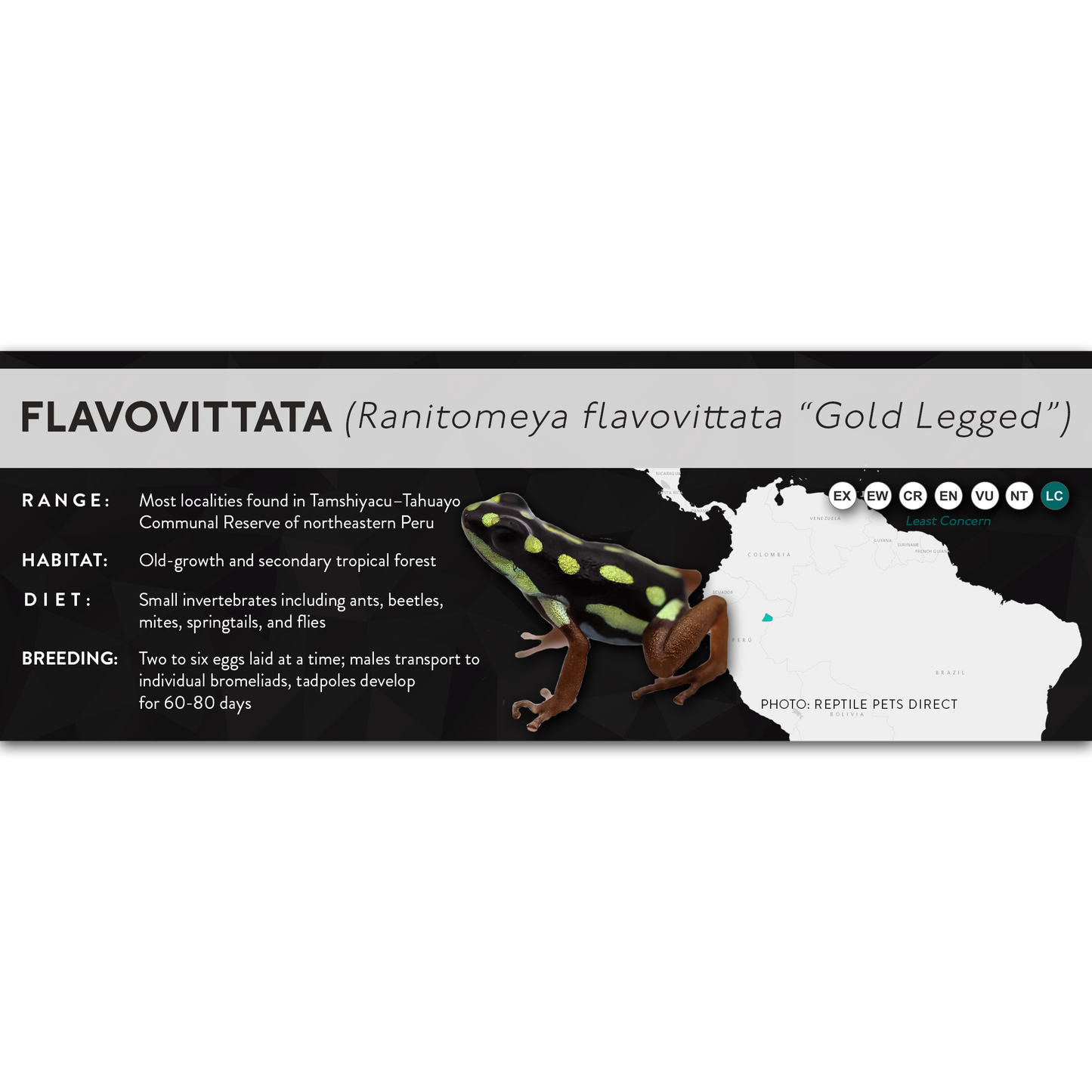 Flavovittata (Ranitomeya flavovittata) - X Label