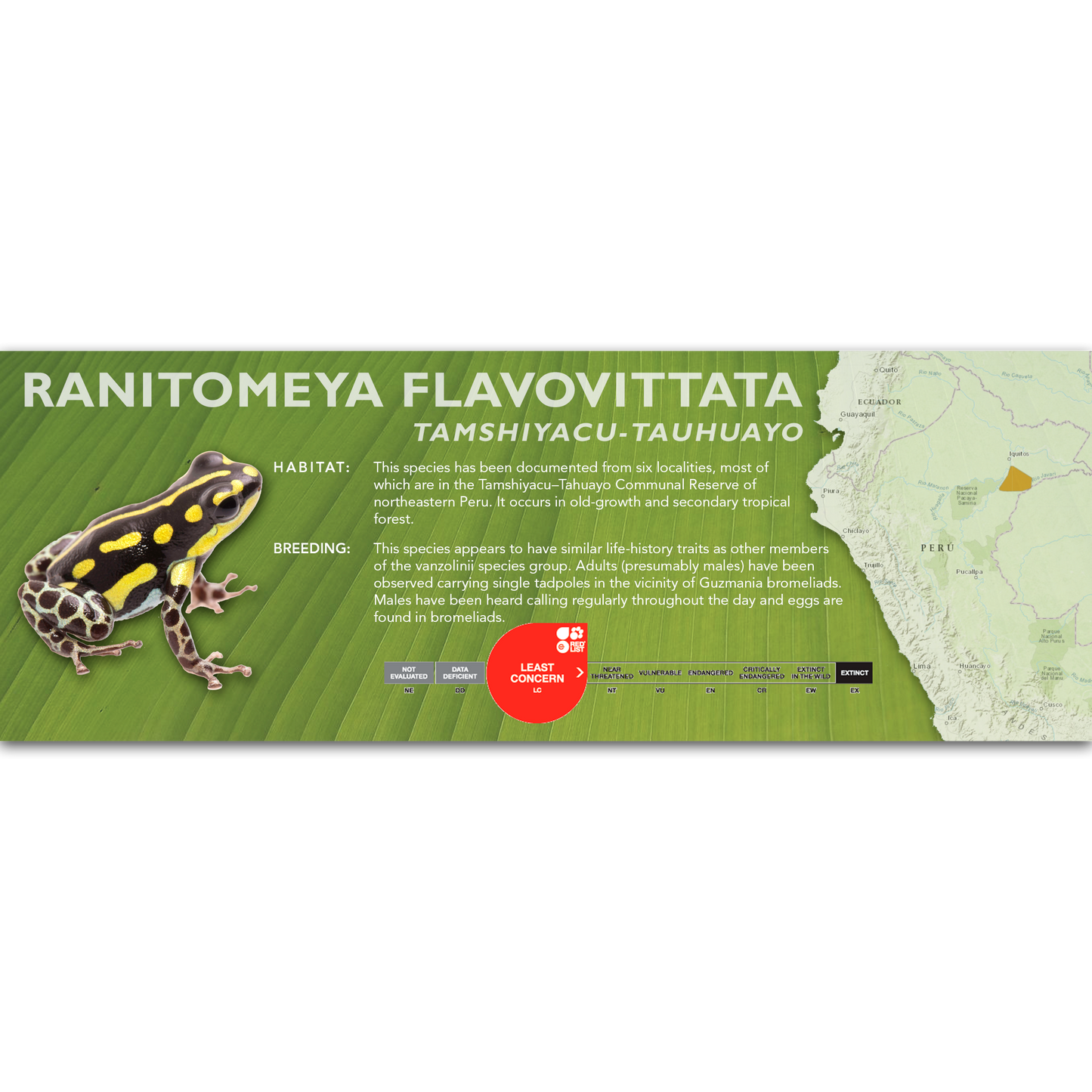 Ranitomeya flavovittata - Classic Vivarium Label