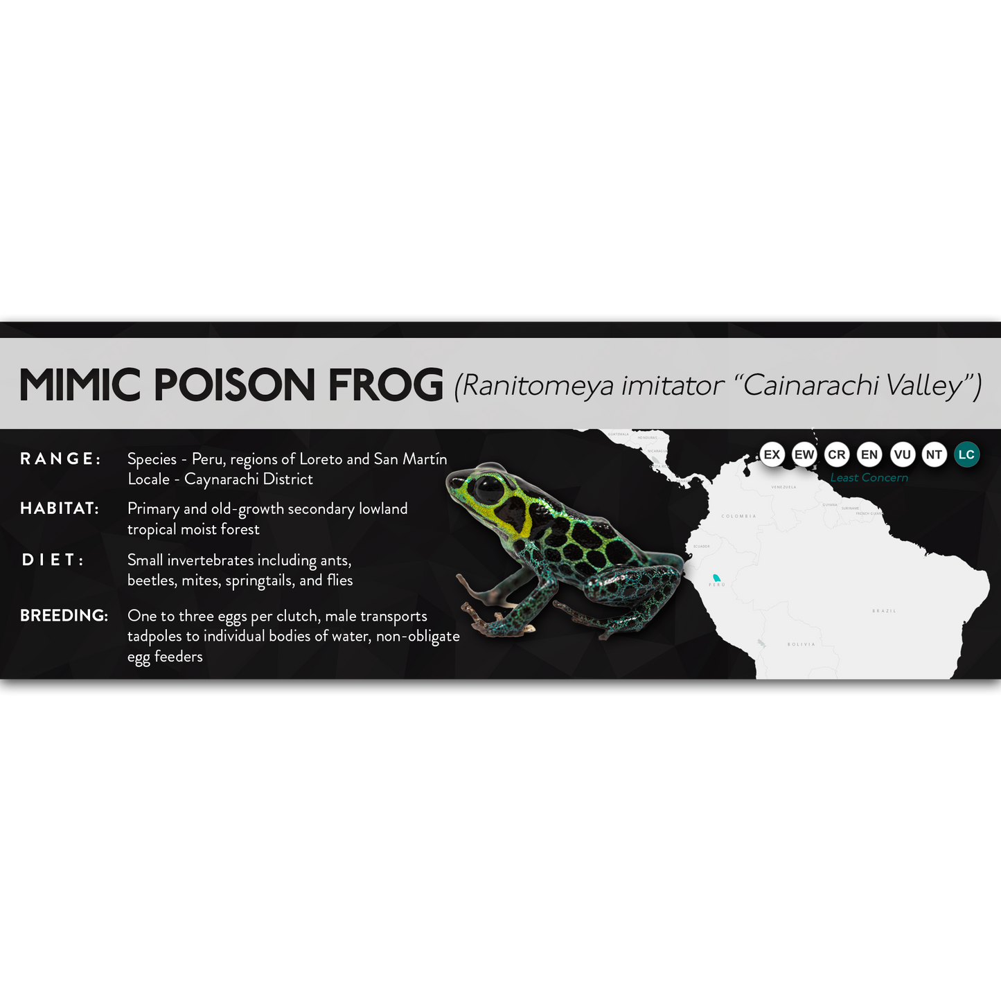 Mimic Poison Frog (Ranitomeya imitator) - X Label