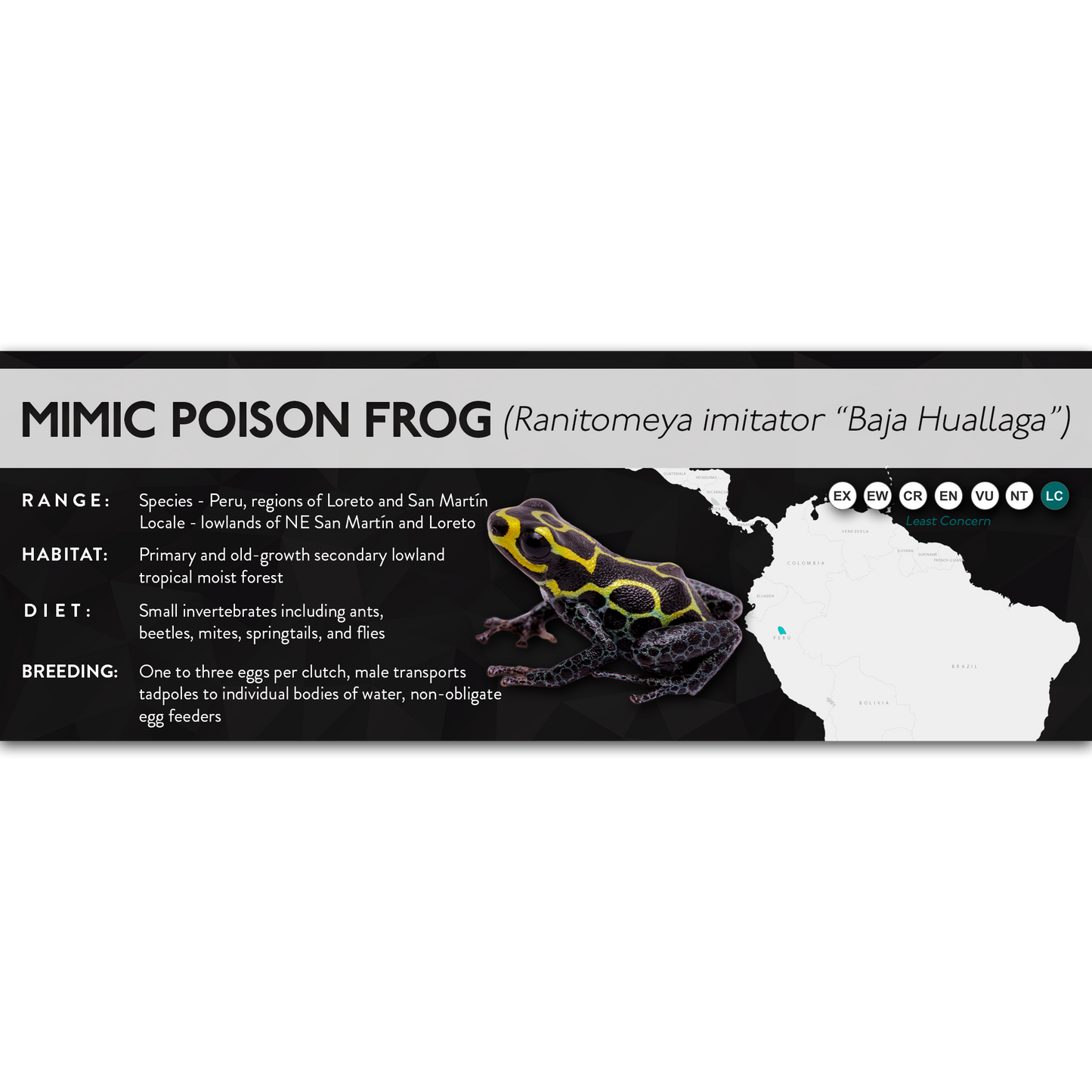 Mimic Poison Frog (Ranitomeya imitator) - X Label