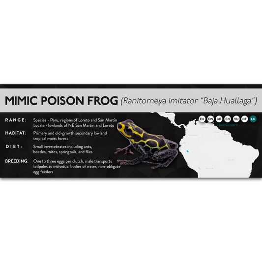 Mimic Poison Frog (Ranitomeya imitator) - X Label