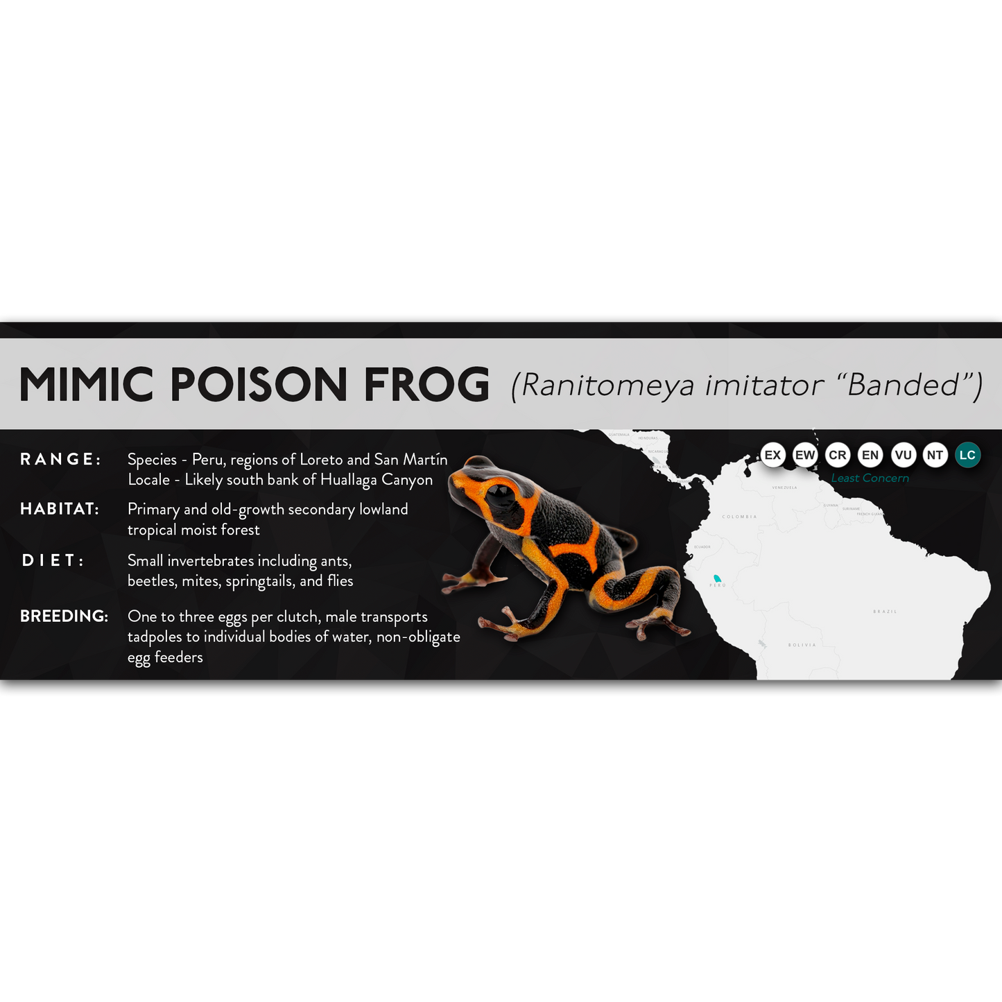 Mimic Poison Frog (Ranitomeya imitator) - X Label