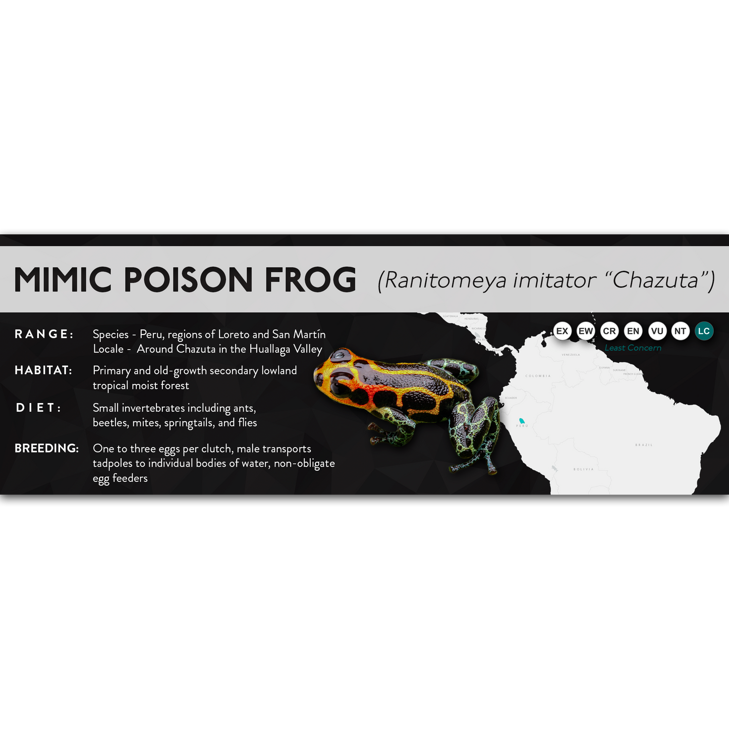 Mimic Poison Frog (Ranitomeya imitator) - X Label