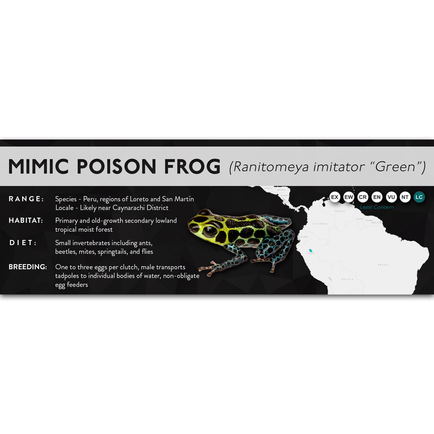 Mimic Poison Frog (Ranitomeya imitator) - X Label