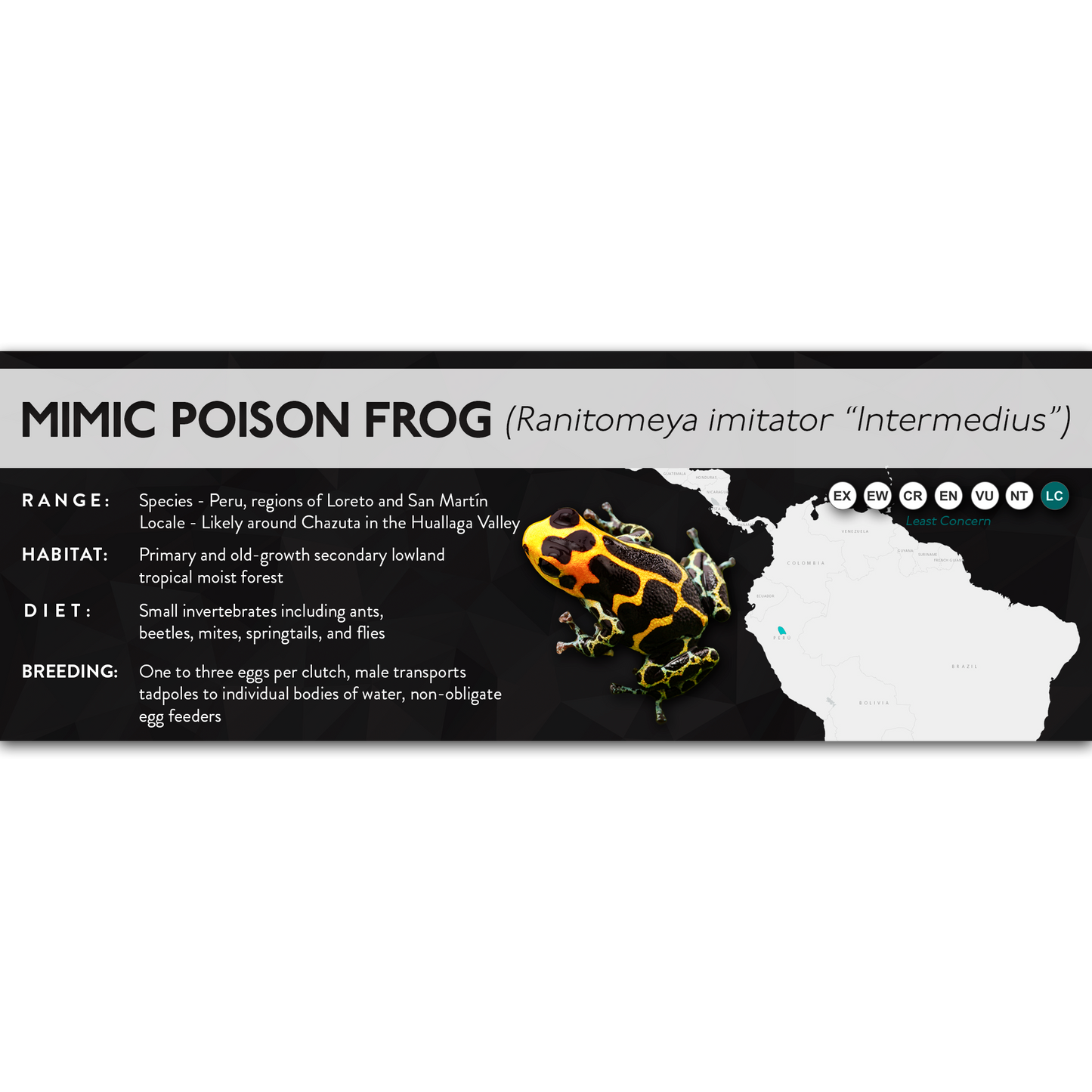 Mimic Poison Frog (Ranitomeya imitator) - X Label