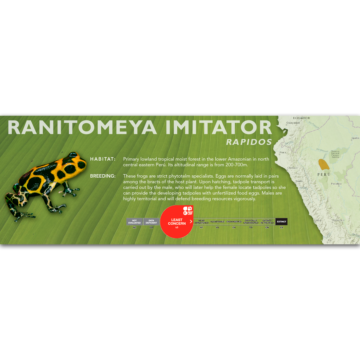 Ranitomeya imitator - Classic Vivarium Label
