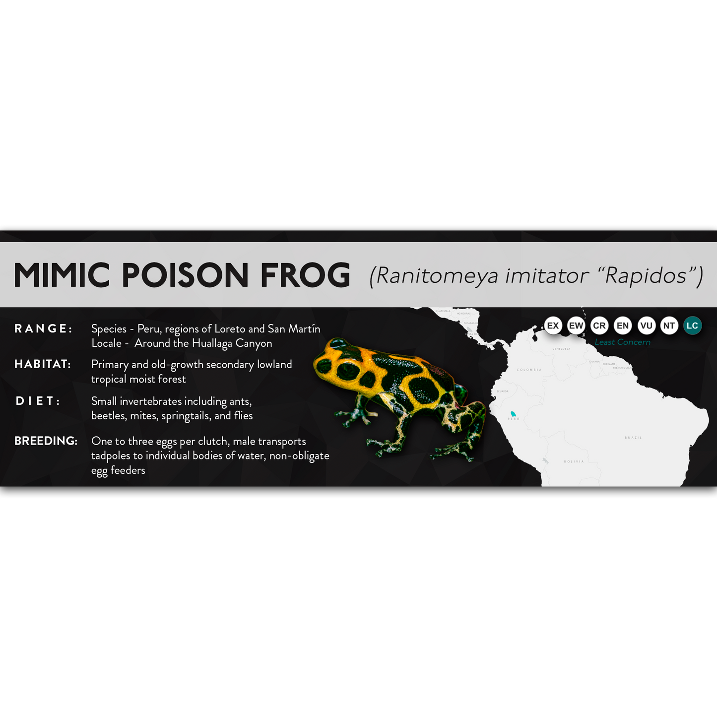 Mimic Poison Frog (Ranitomeya imitator) - X Label