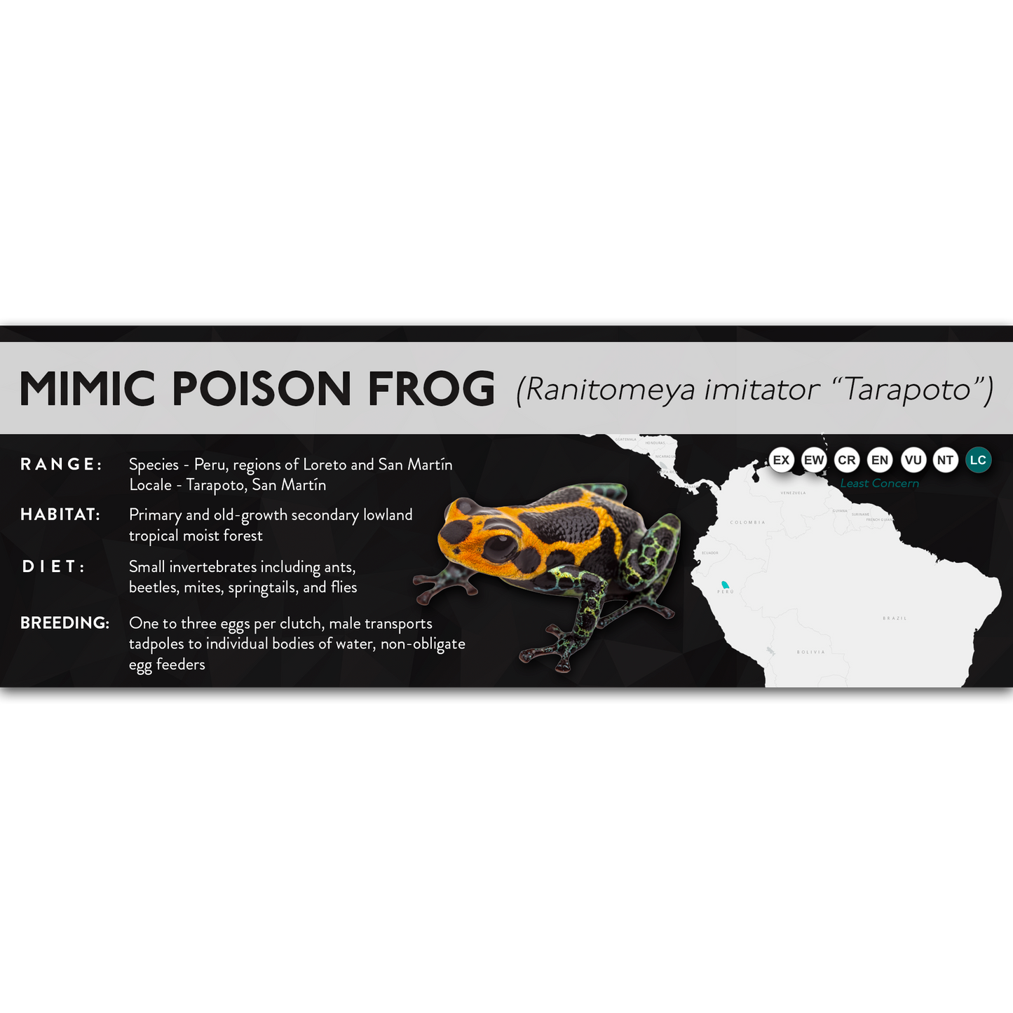 Mimic Poison Frog (Ranitomeya imitator) - X Label