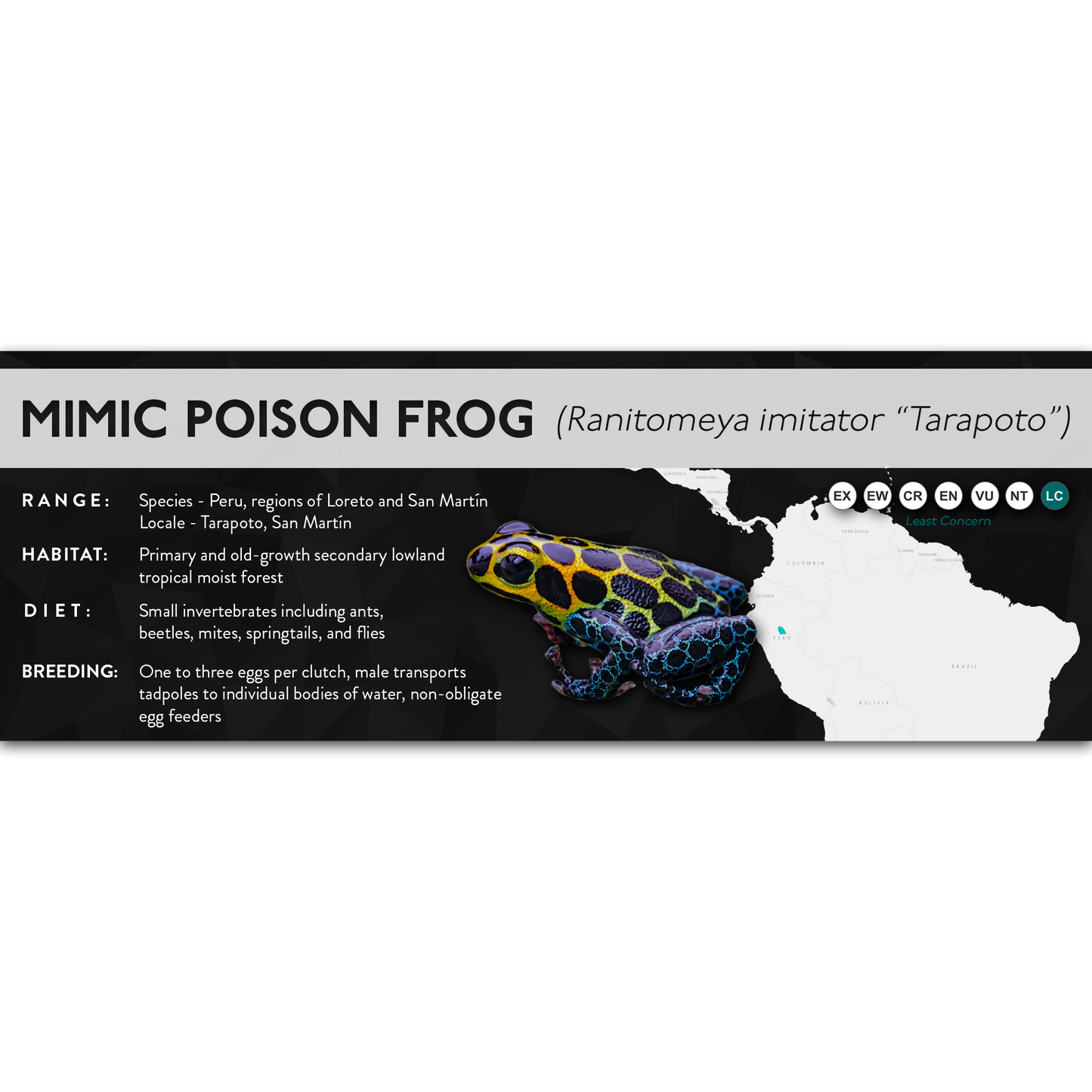 Mimic Poison Frog (Ranitomeya imitator) - X Label