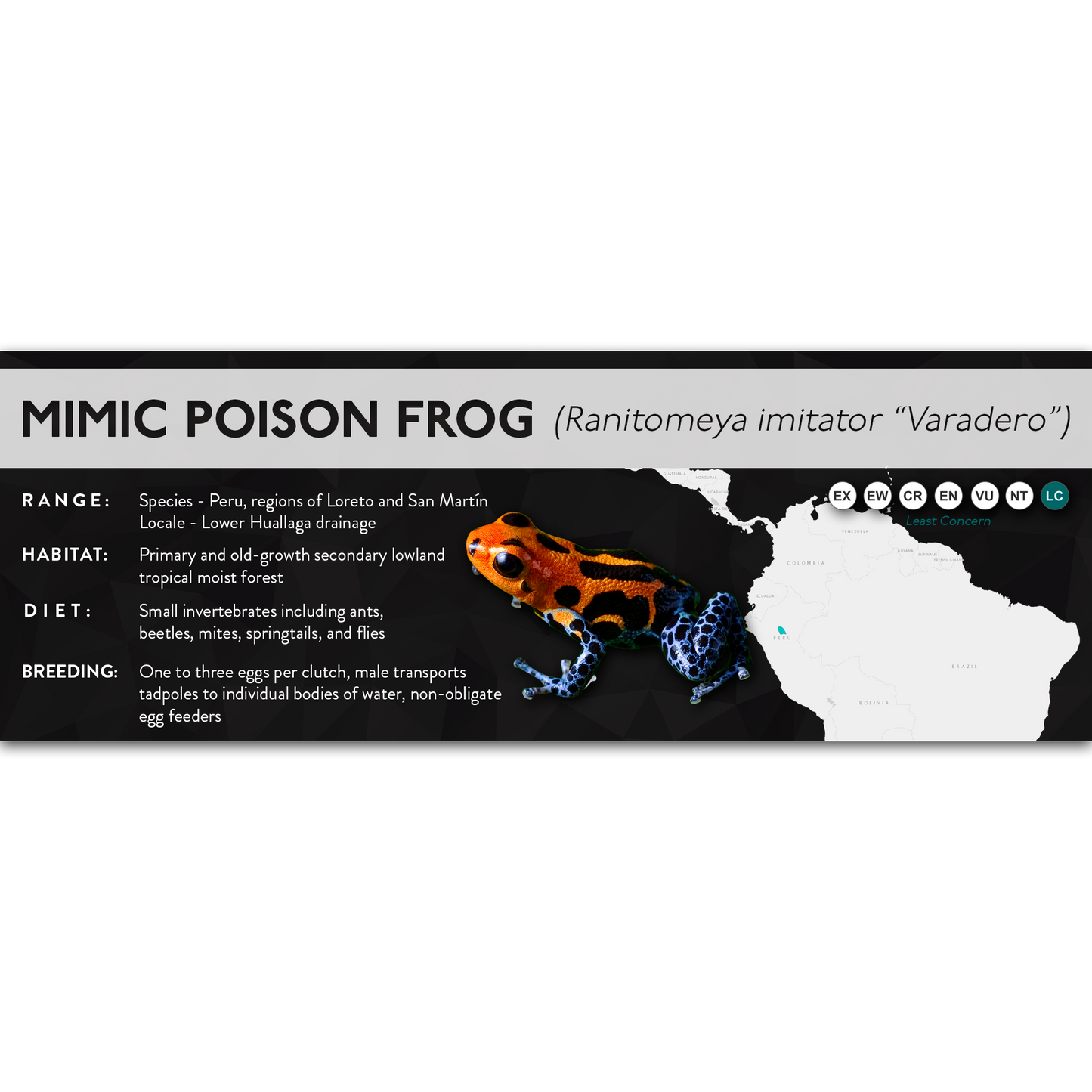 Mimic Poison Frog (Ranitomeya imitator) - X Label
