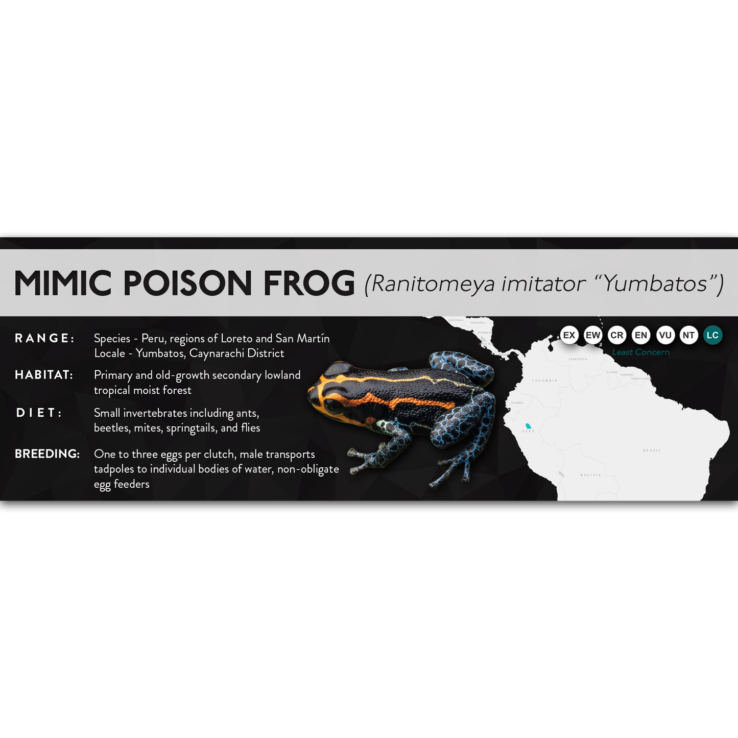 Mimic Poison Frog (Ranitomeya imitator) - X Label