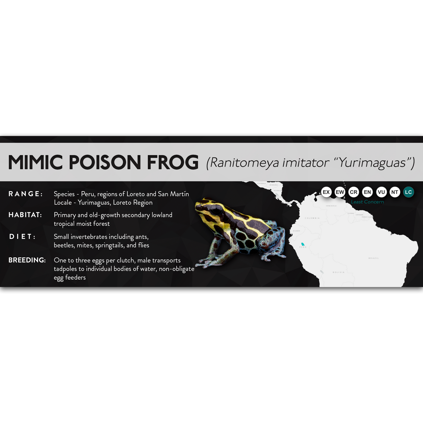 Mimic Poison Frog (Ranitomeya imitator) - X Label
