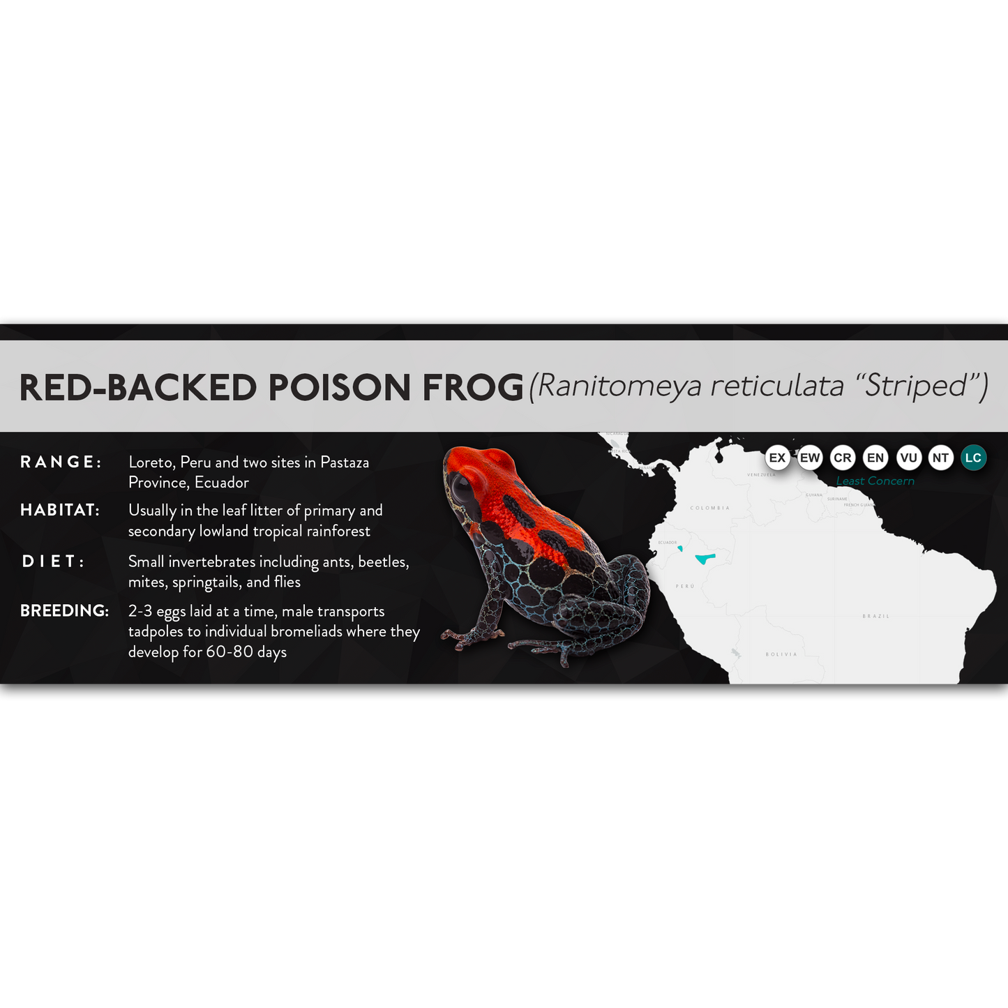 Red-Backed Poison (Ranitomeya reticulata) - X Label
