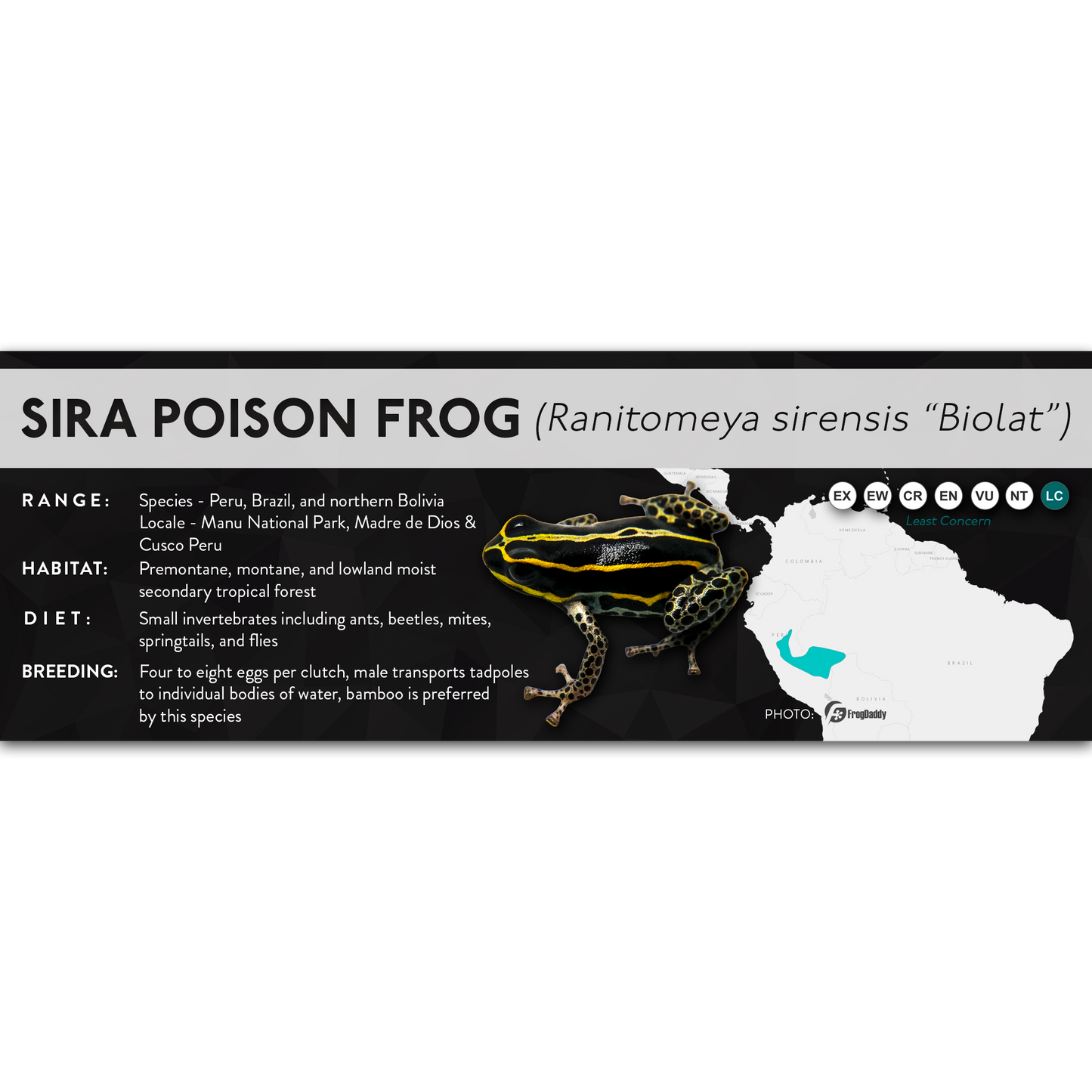 Sira Poison Frog (Ranitomeya sirensis) - X Label