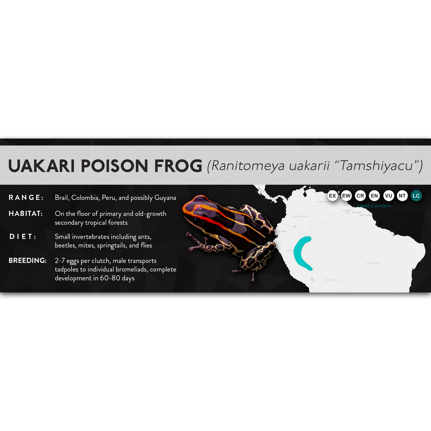 Uakari Poison Frog (Ranitomeya uakarii) - X Label