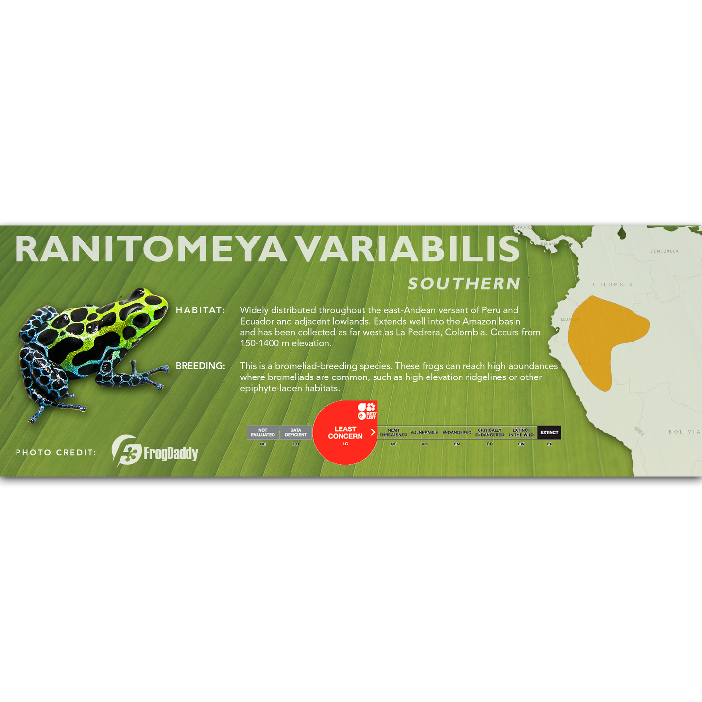 Ranitomeya variabilis - Classic Vivarium Label