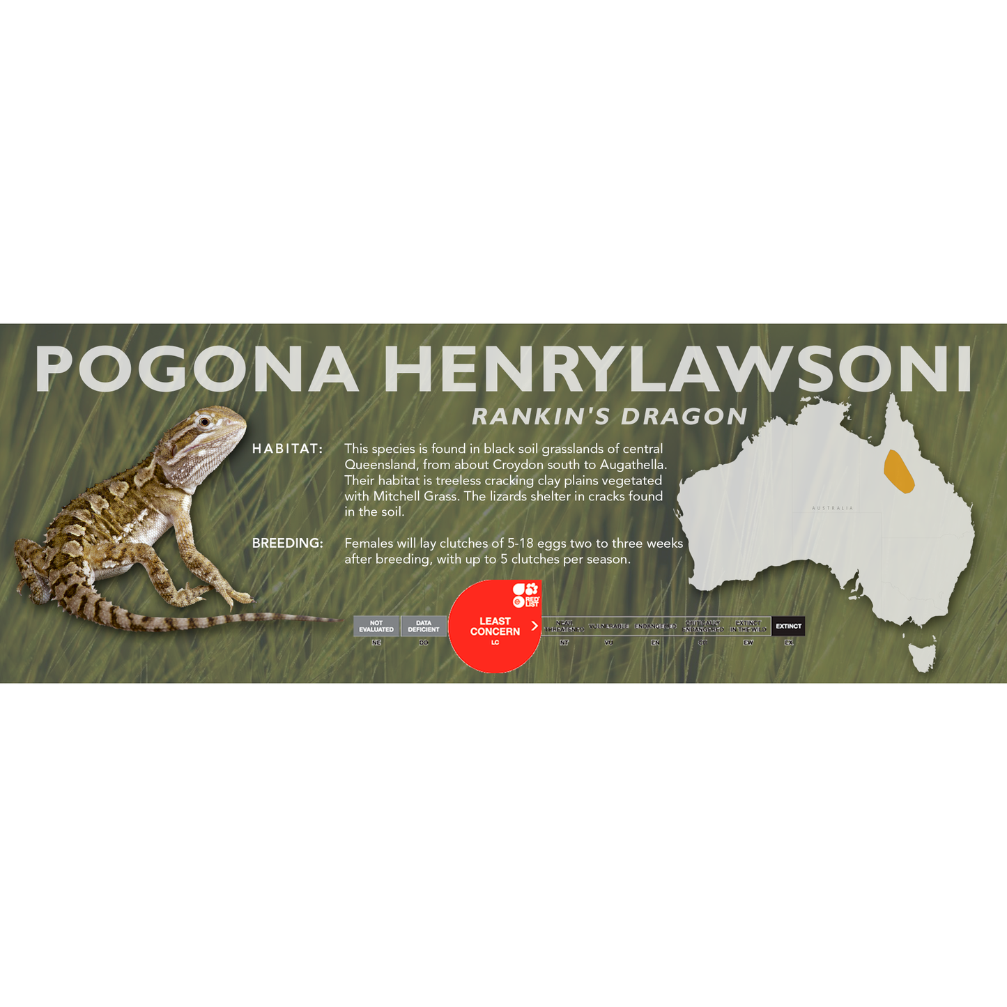 Rankin's Dragon (Pogona henrylawsoni) Classic Vivarium Label