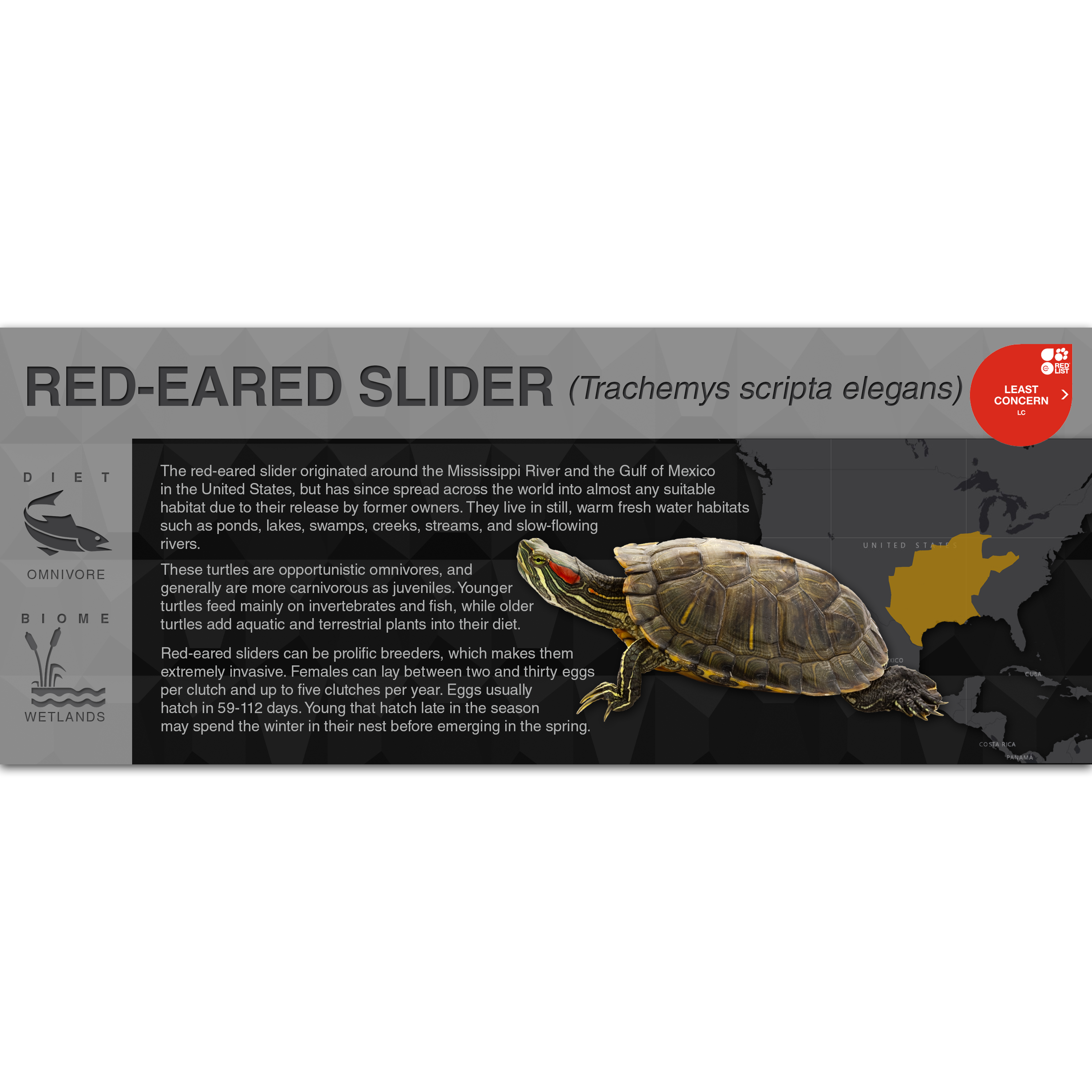 Red Eared Slider Vivarium Setup With Terrarium Plants photo