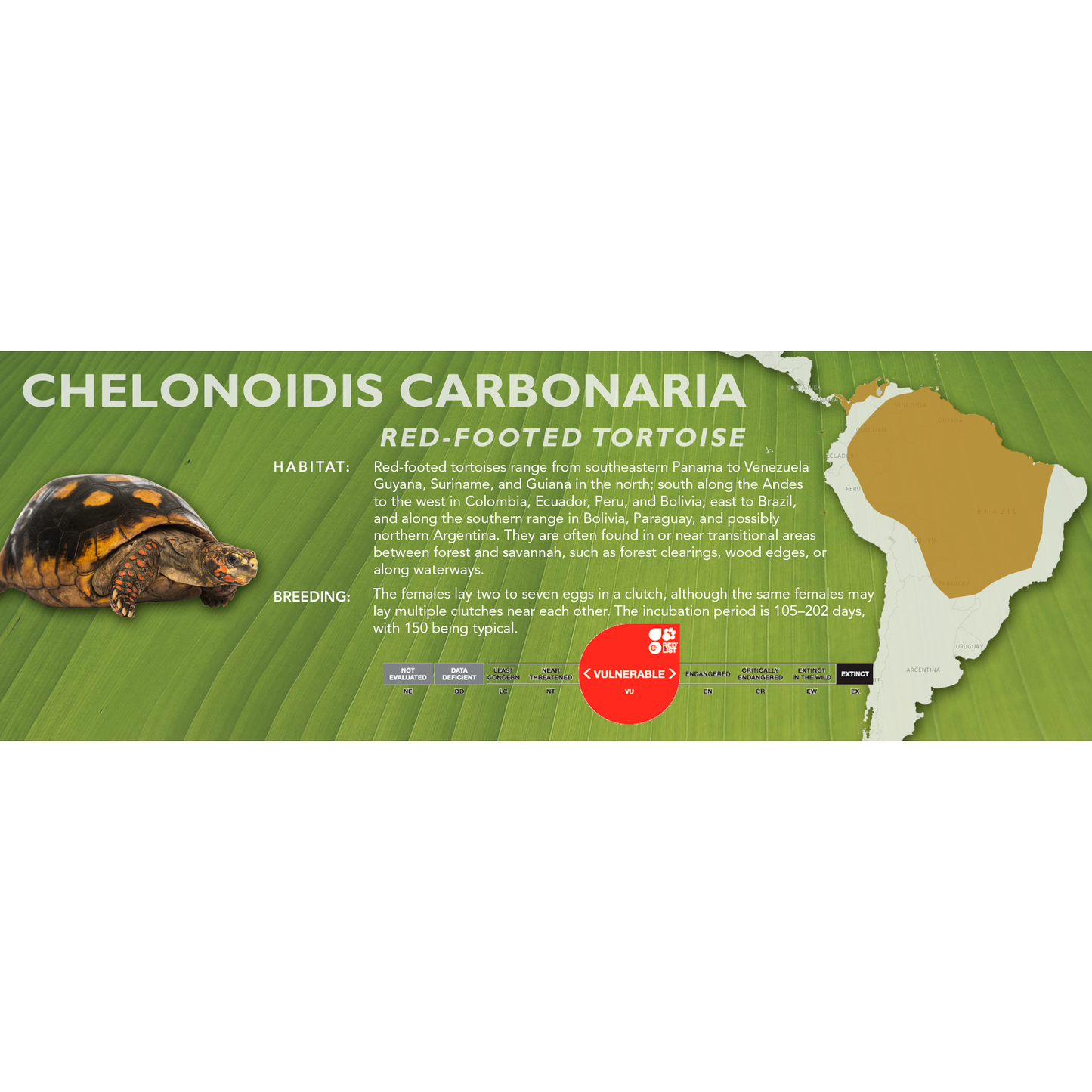 Red-Footed Tortoise (Chelonoidis carbonaria) - Classic Vivarium Label