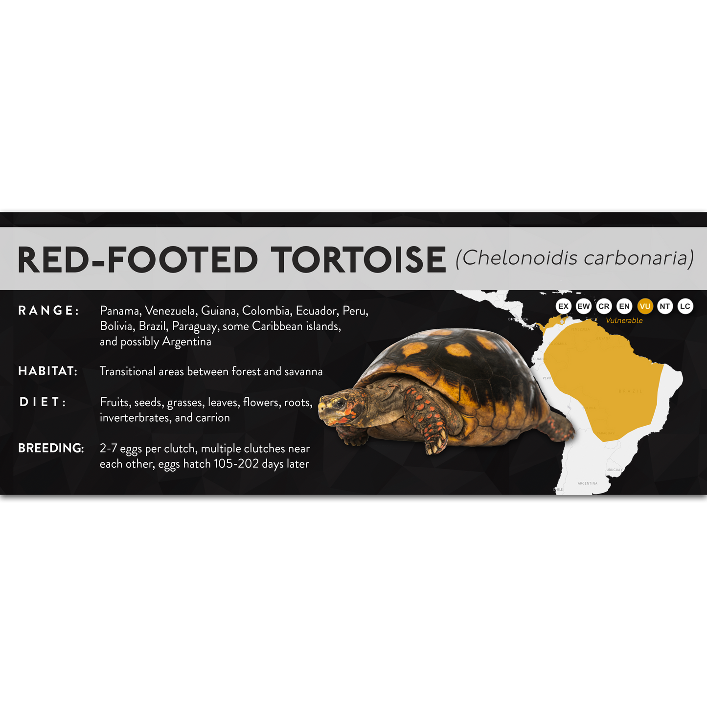 Red-Footed Tortoise (Chelonoidis carbonaria) - X Label